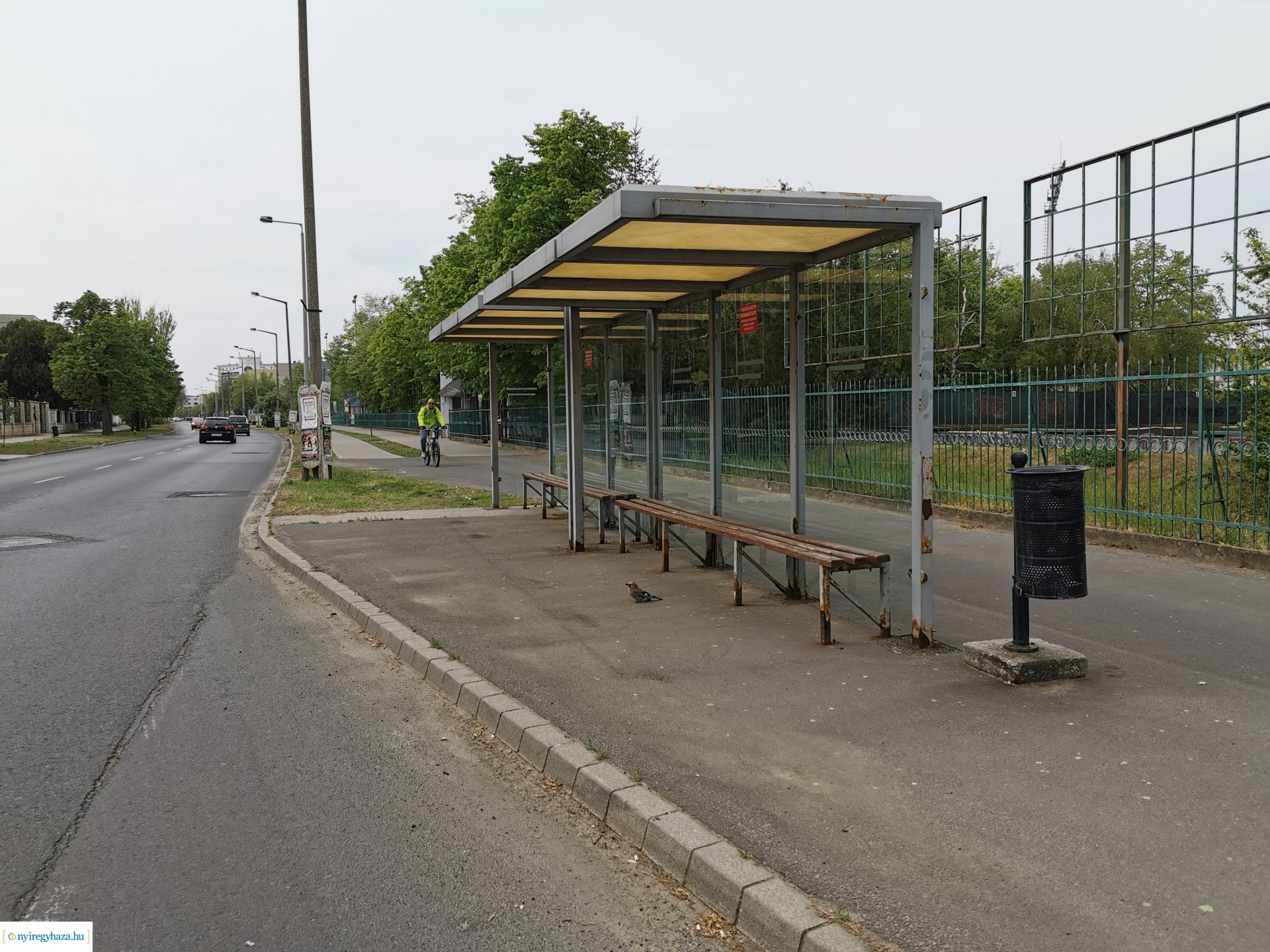 Kismadár a buszmegállóban