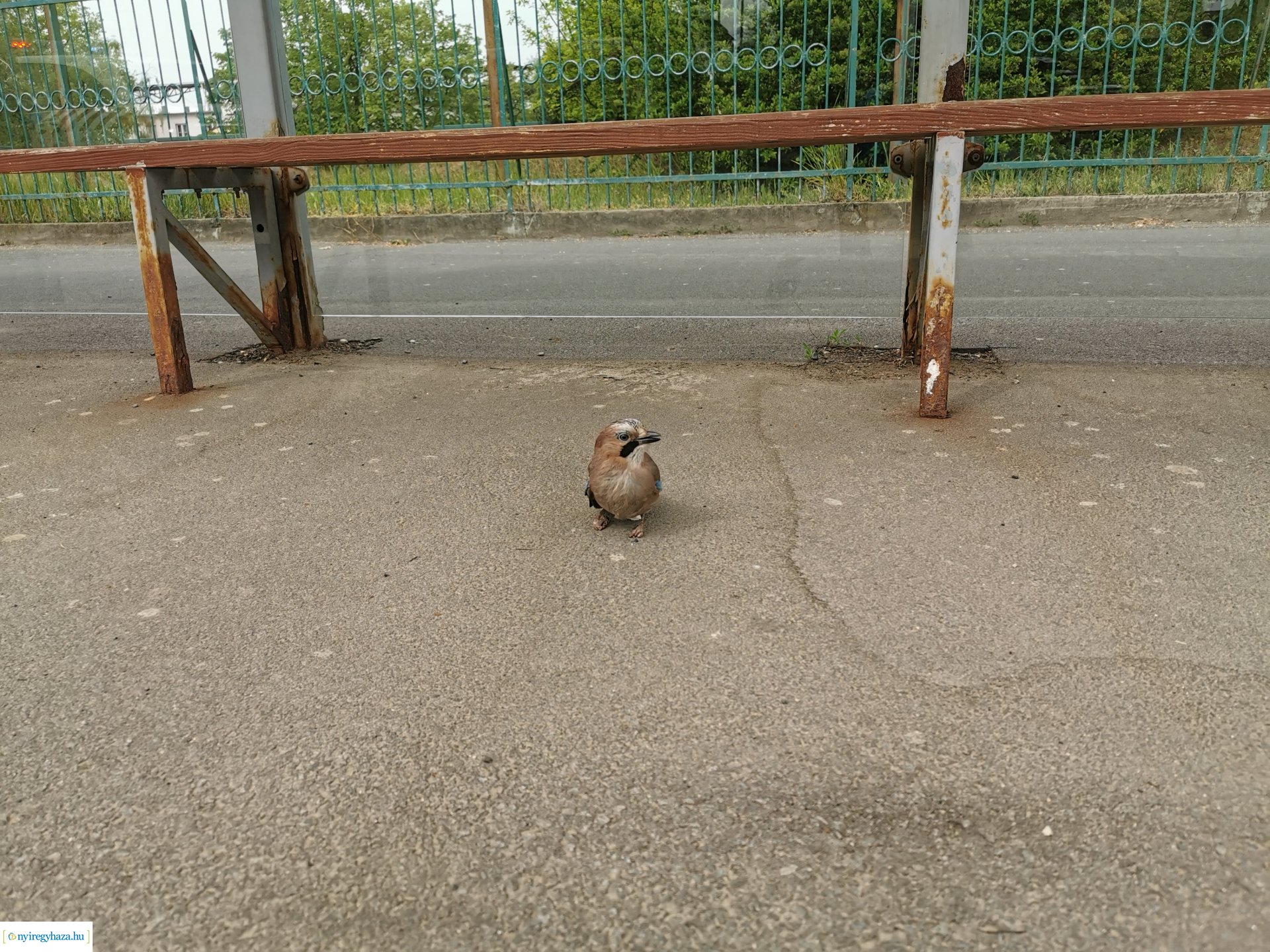 Kismadár a buszmegállóban