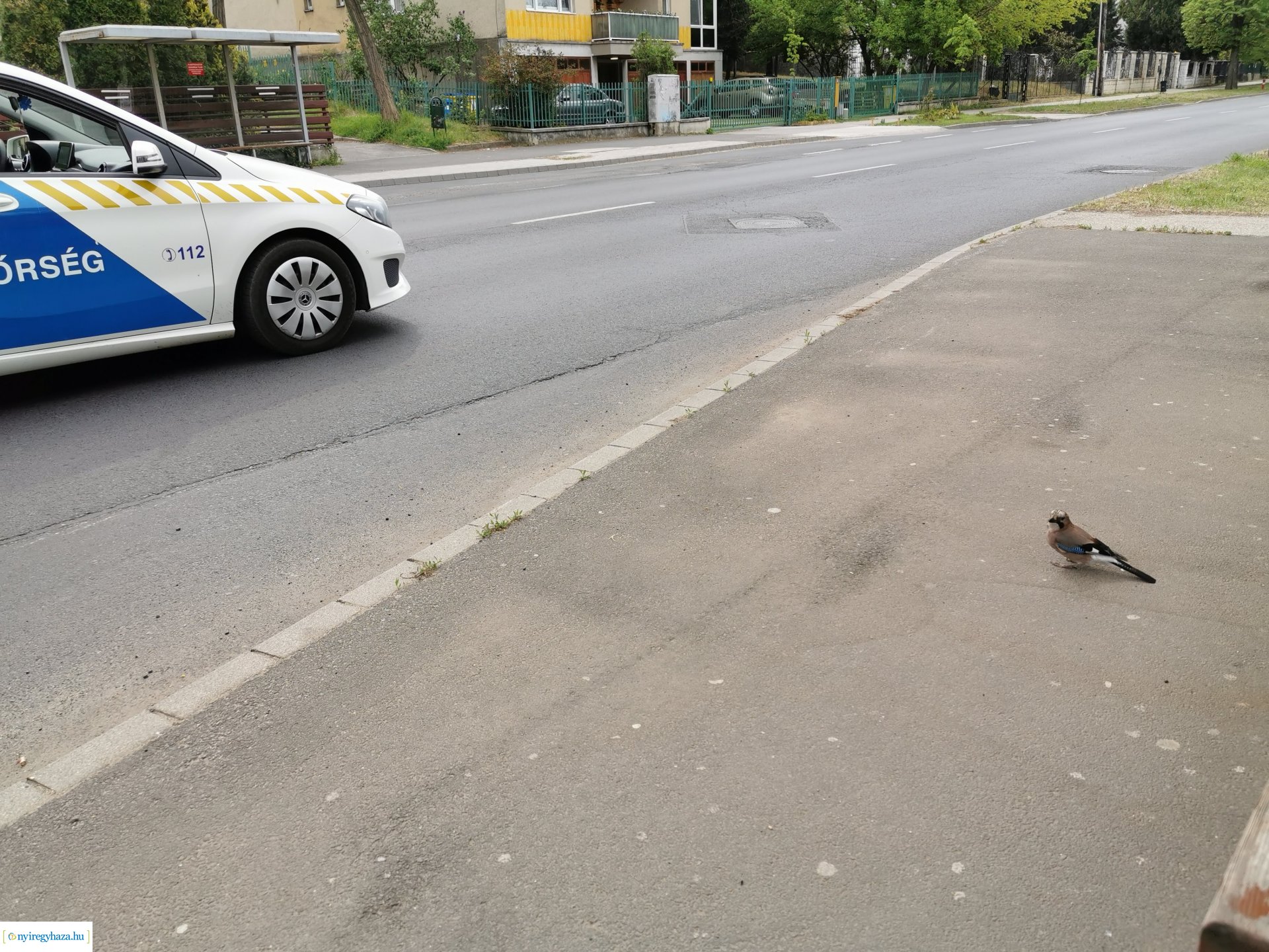 Kismadár a buszmegállóban
