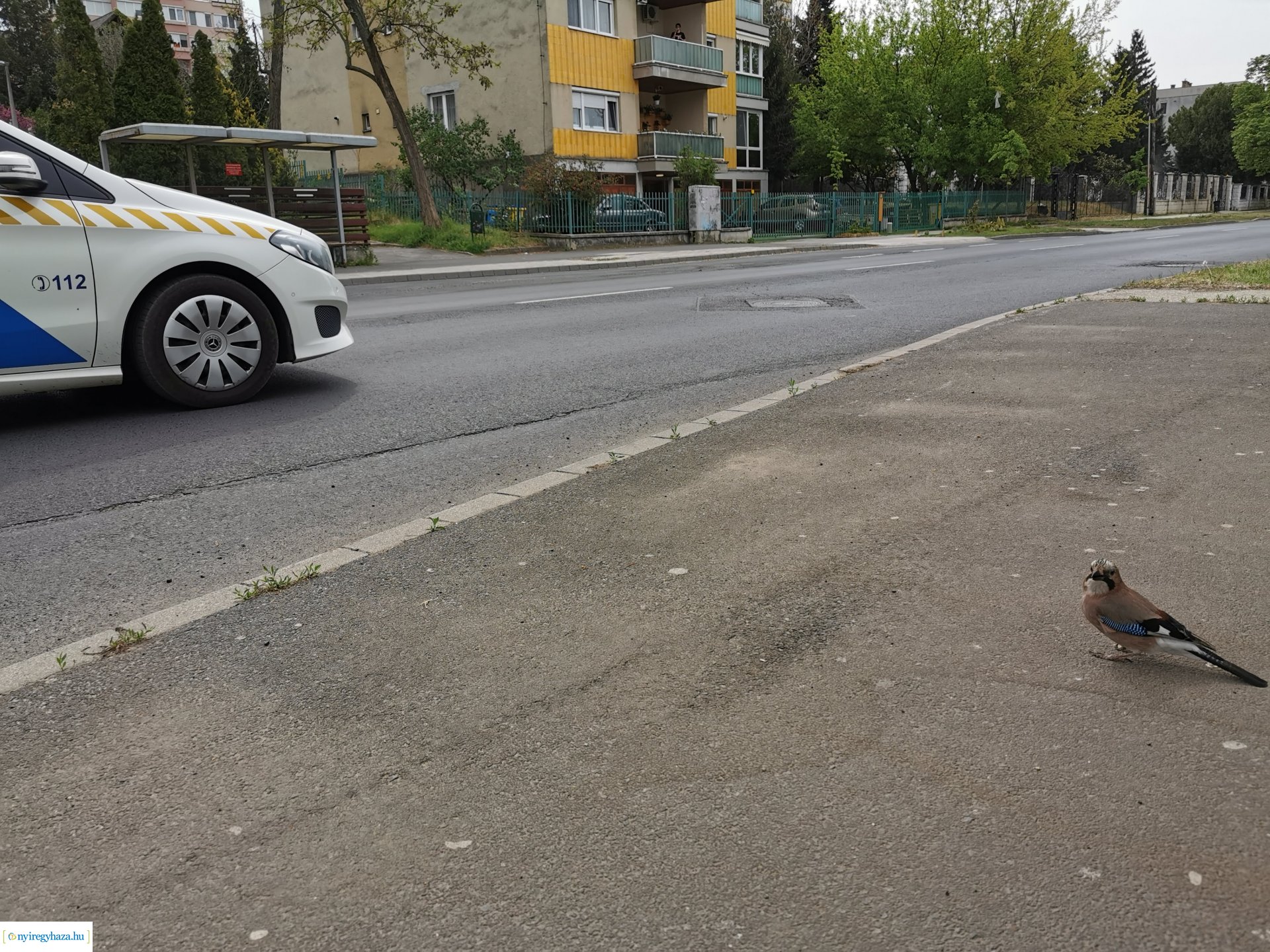 Kismadár a buszmegállóban