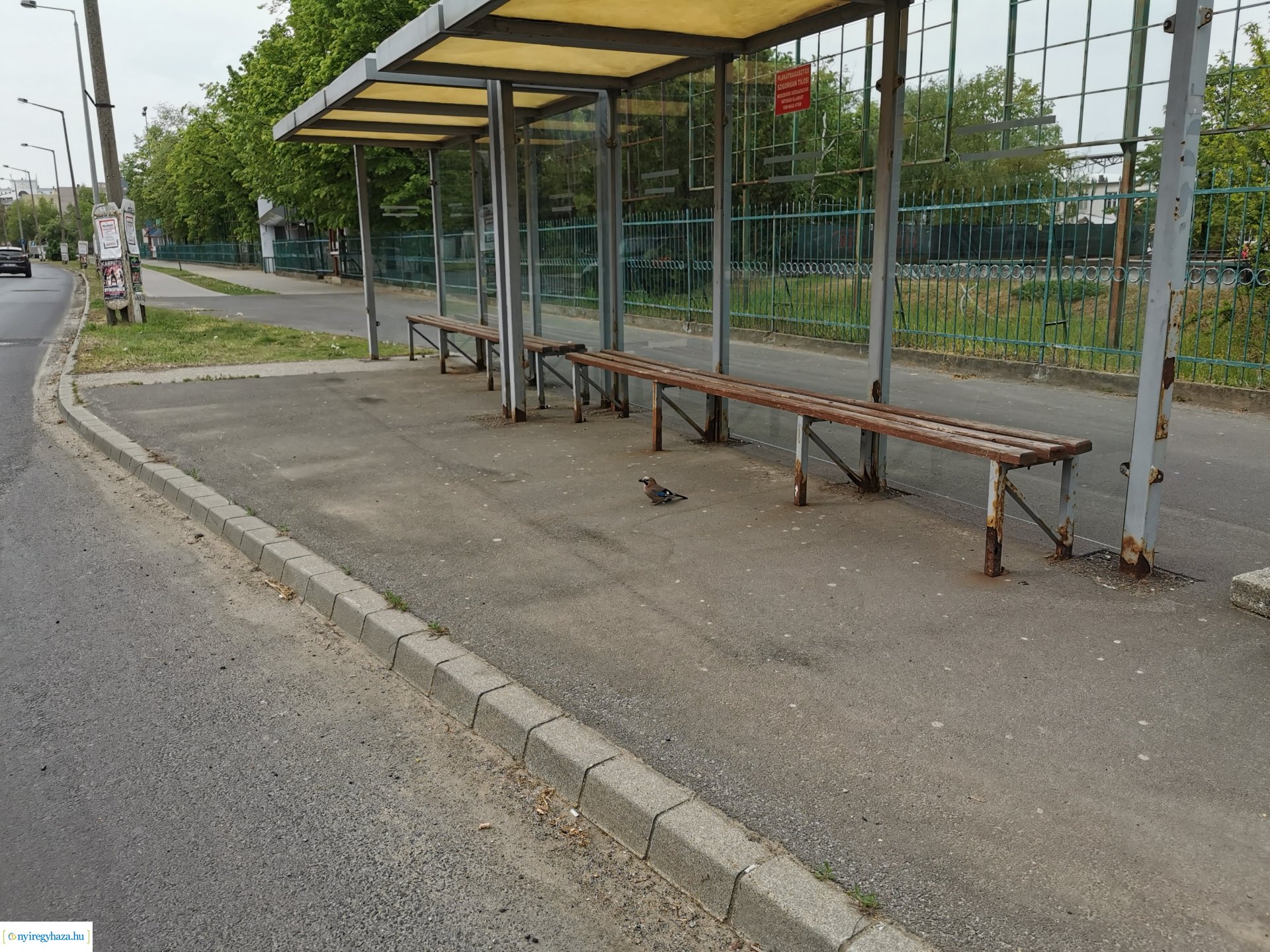 Kismadár a buszmegállóban