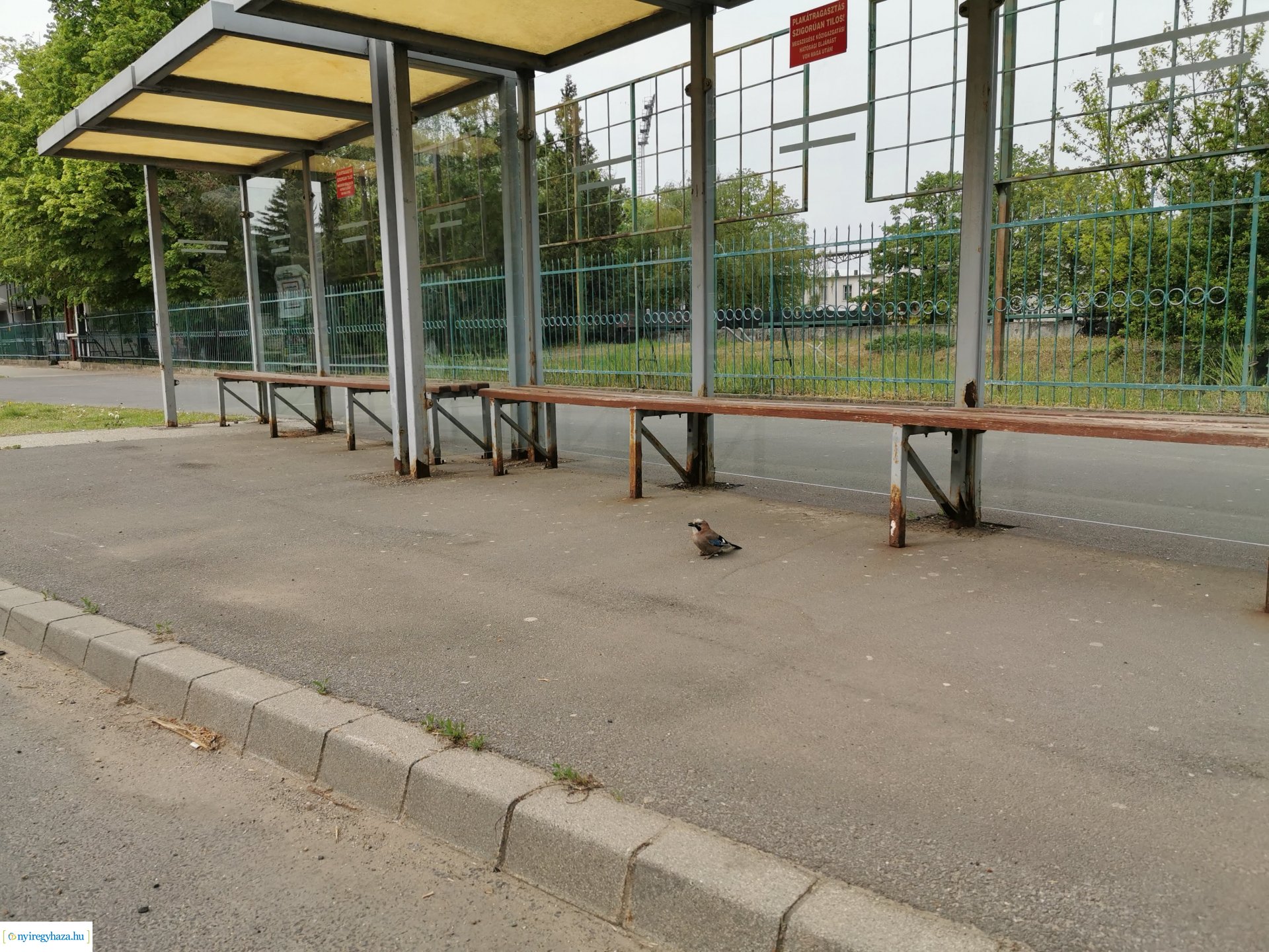 Kismadár a buszmegállóban