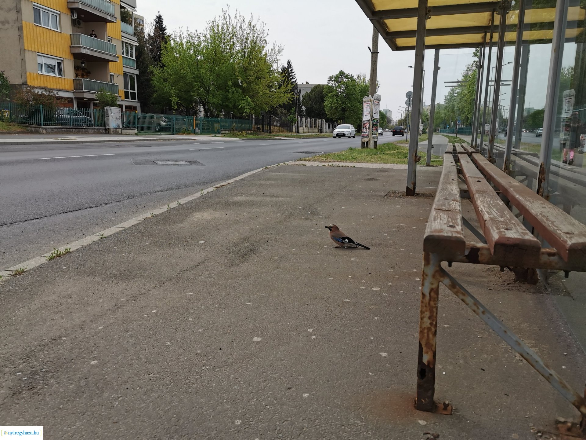 Kismadár a buszmegállóban