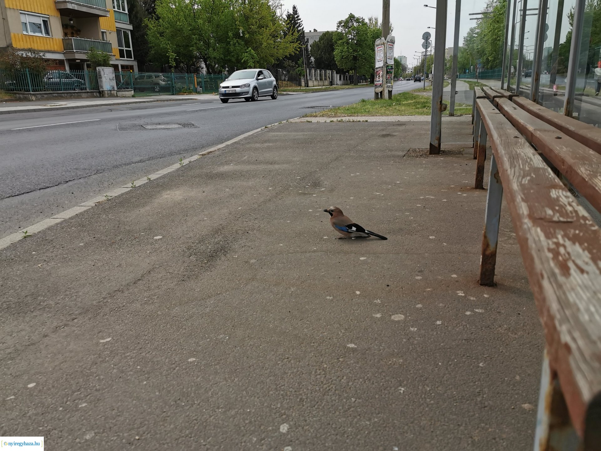 Kismadár a buszmegállóban