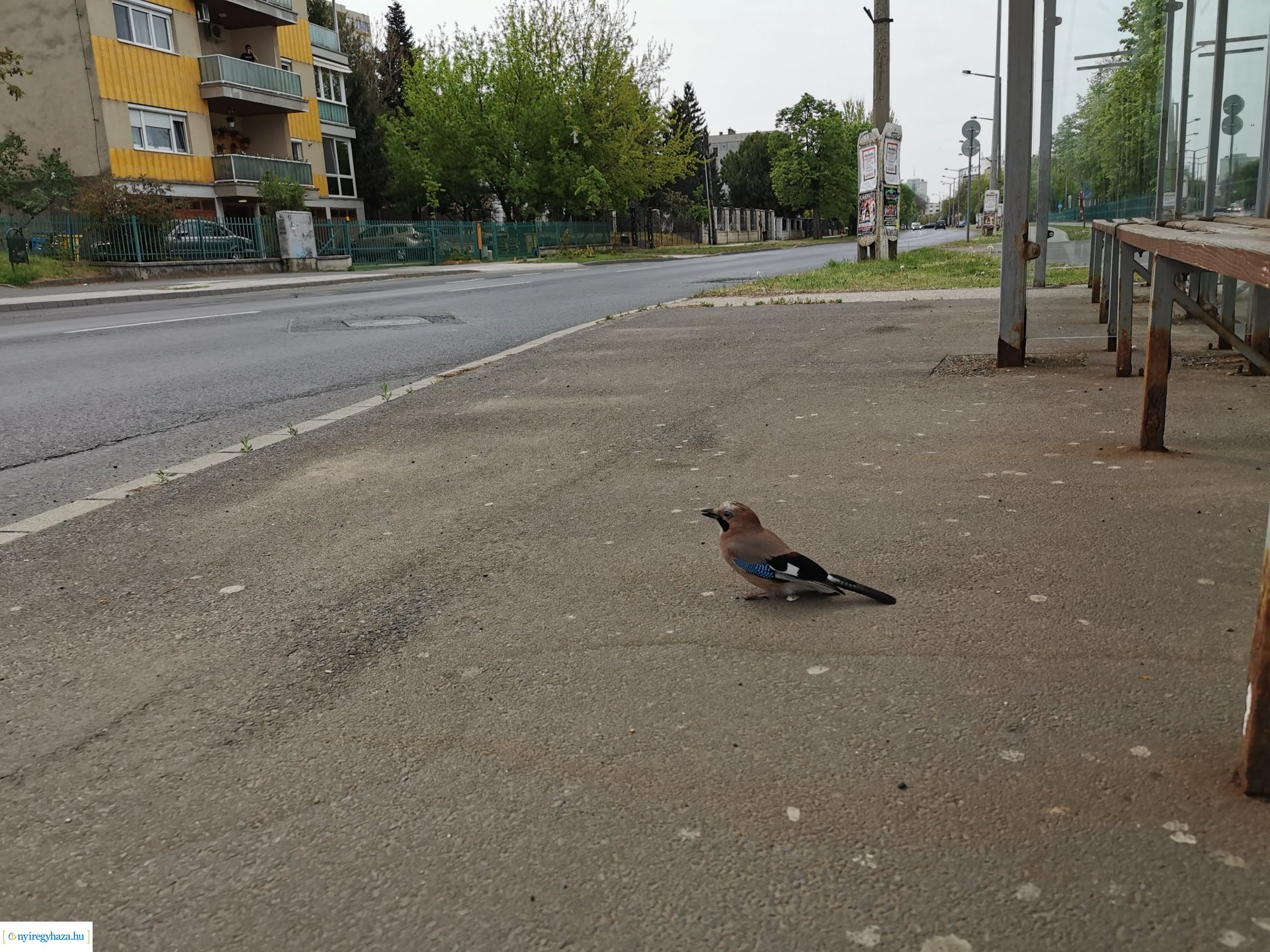 Kismadár a buszmegállóban