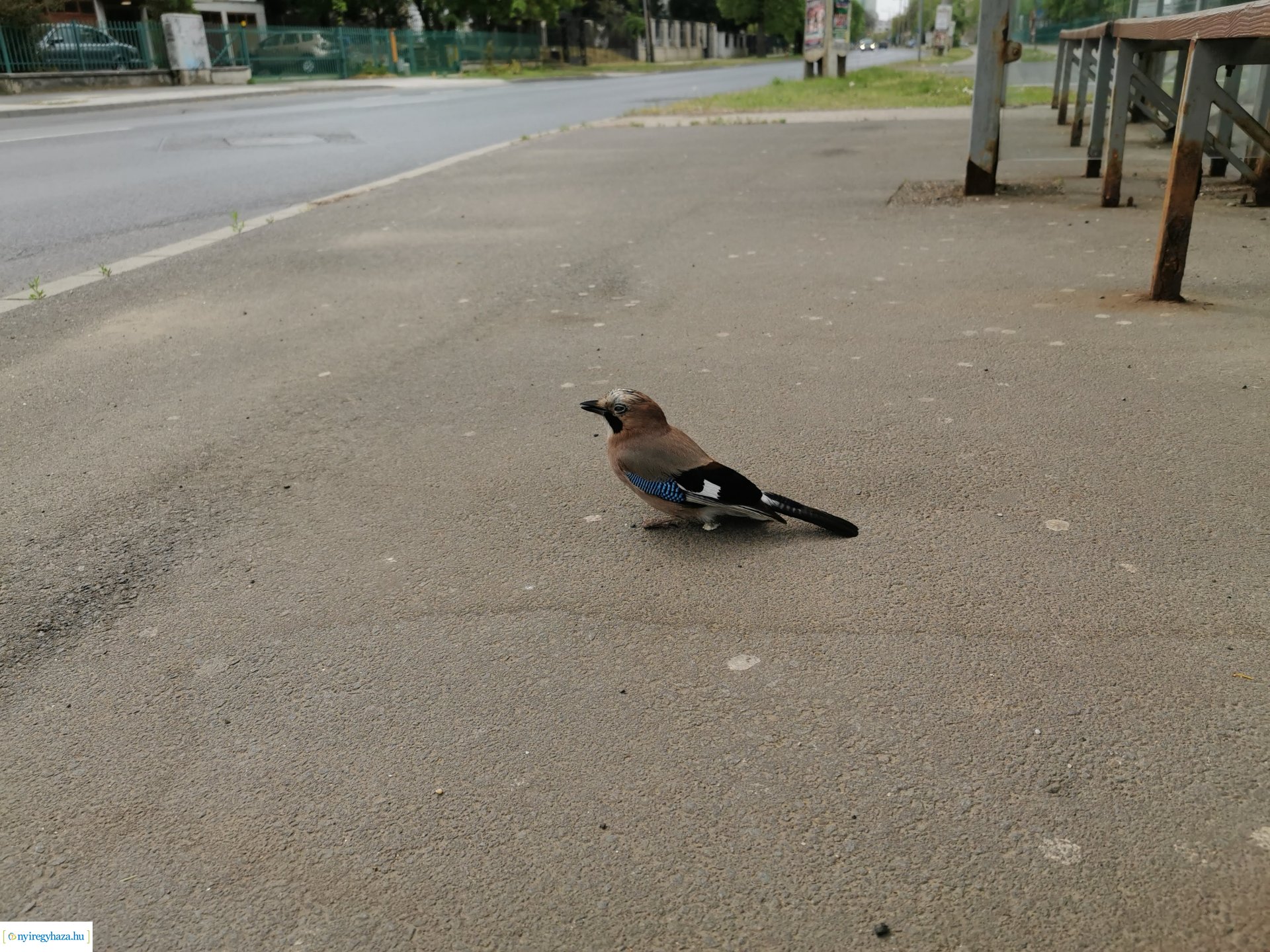 Kismadár a buszmegállóban