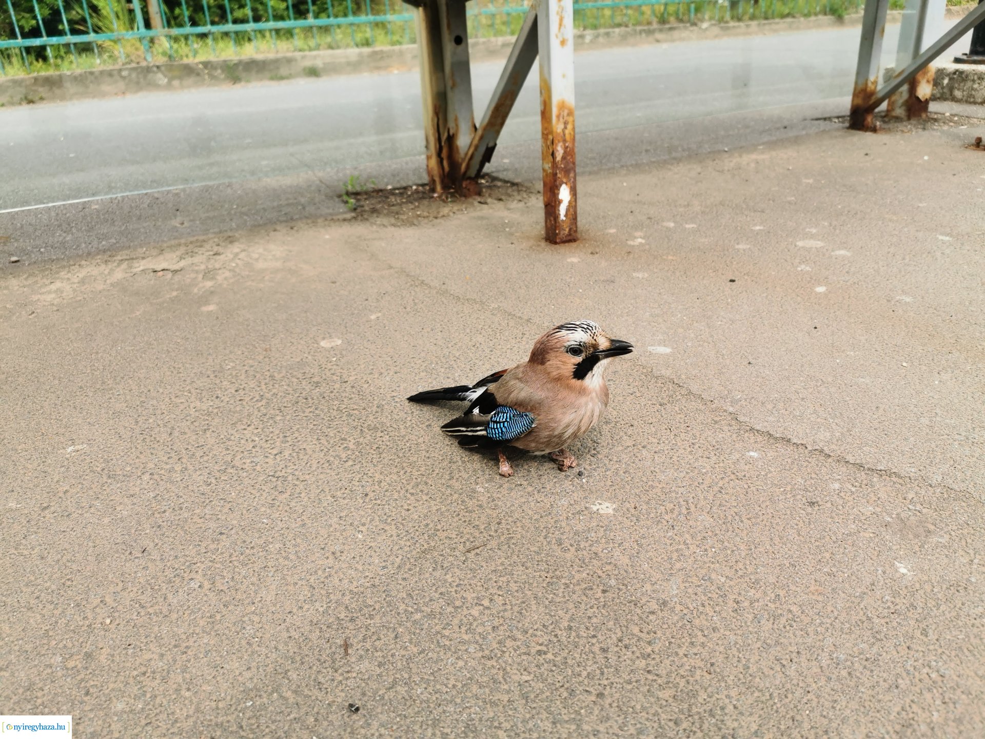 Kismadár a buszmegállóban