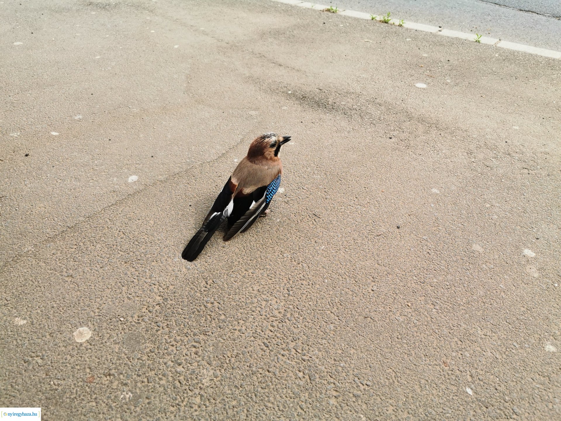 Kismadár a buszmegállóban