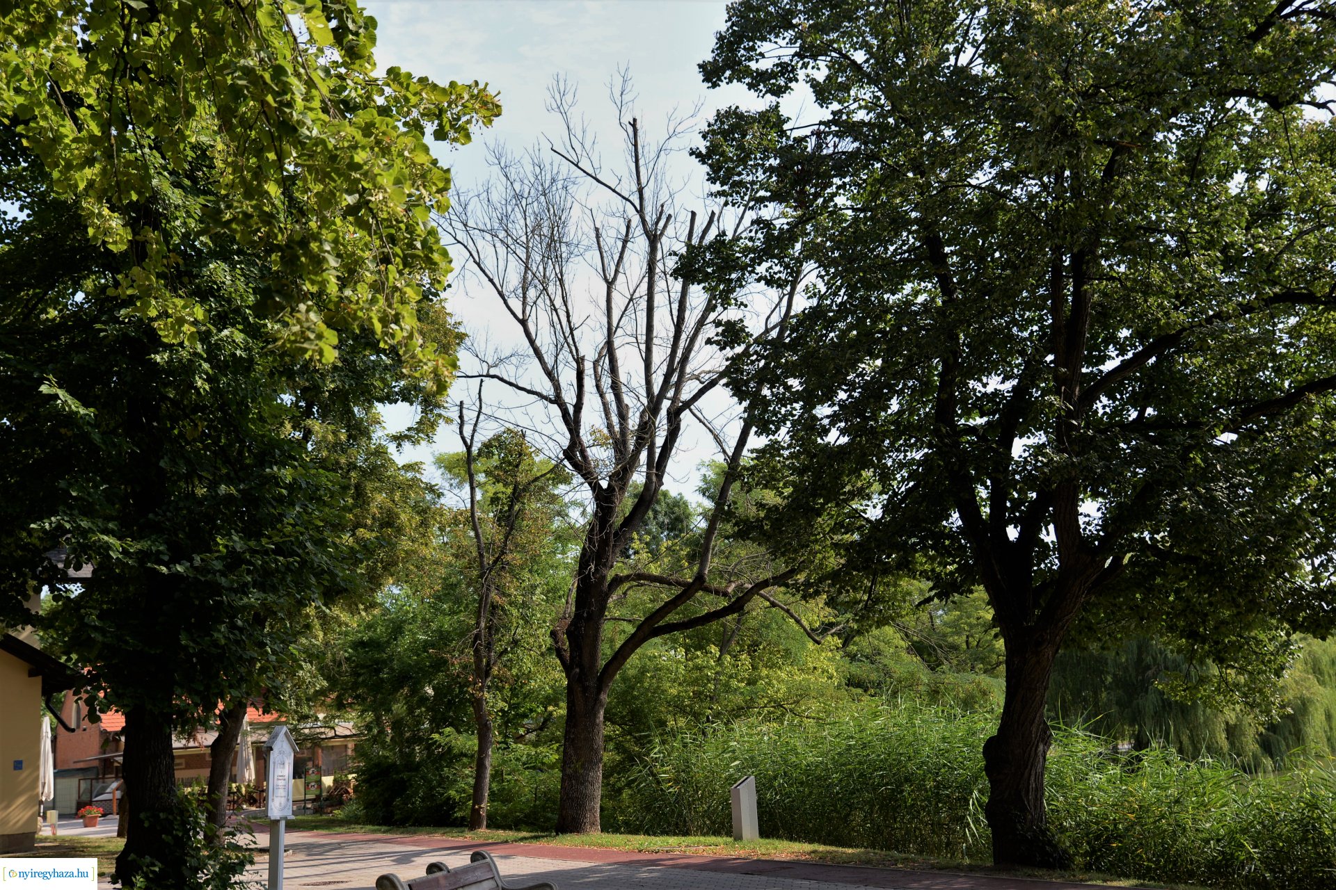 Kivágják a veszélyes fákat Sóstón