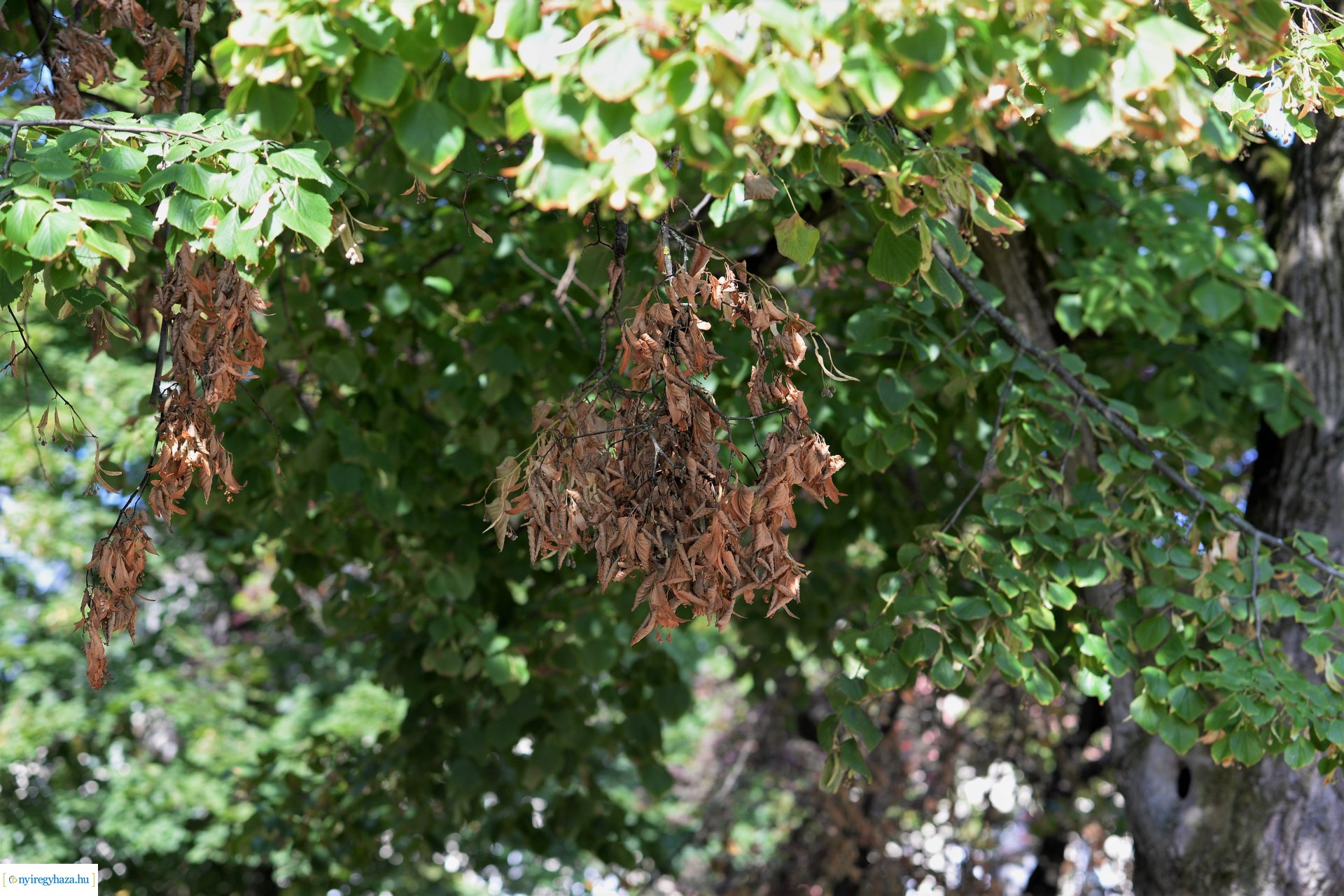 Kivágják a veszélyes fákat Sóstón
