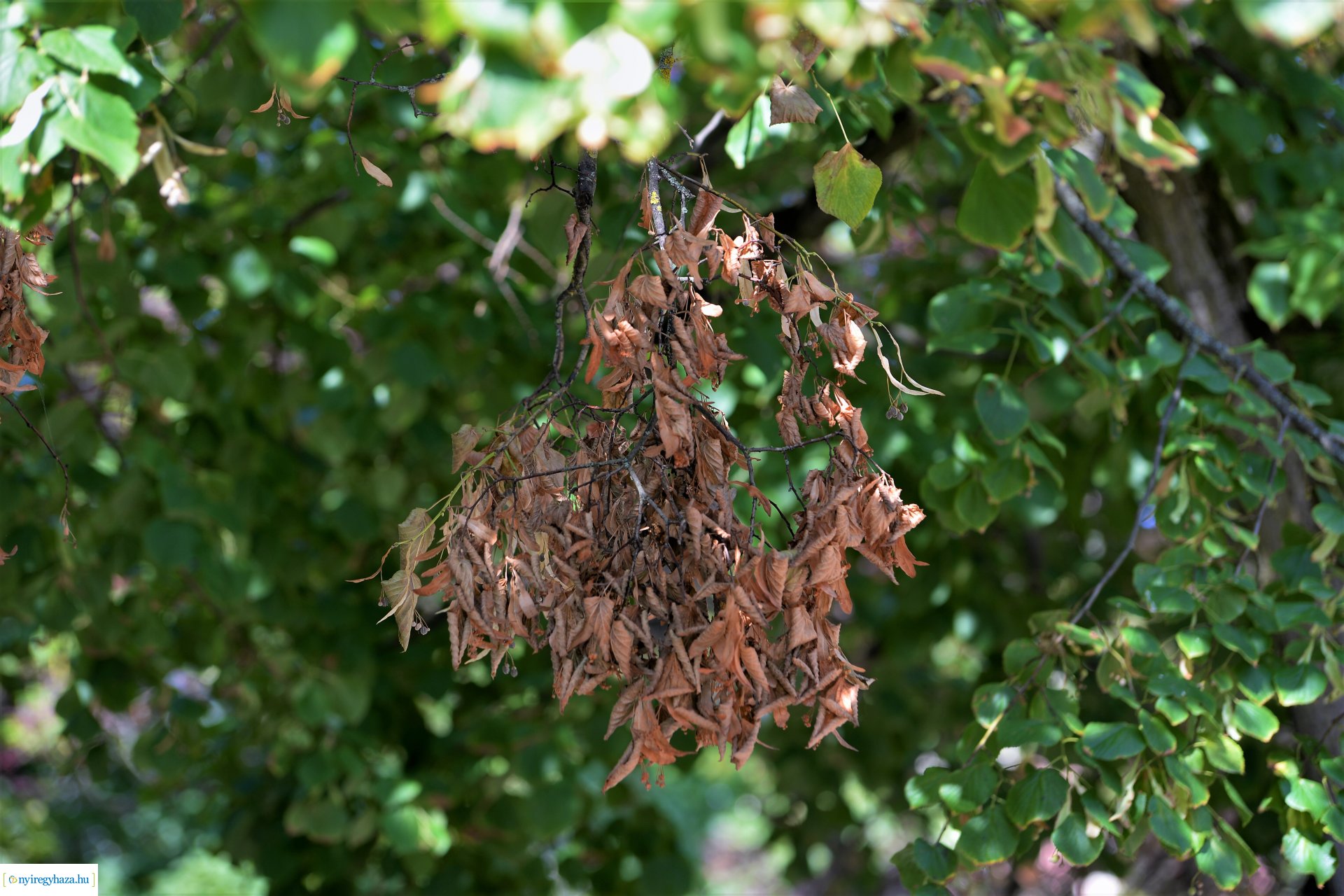 Kivágják a veszélyes fákat Sóstón