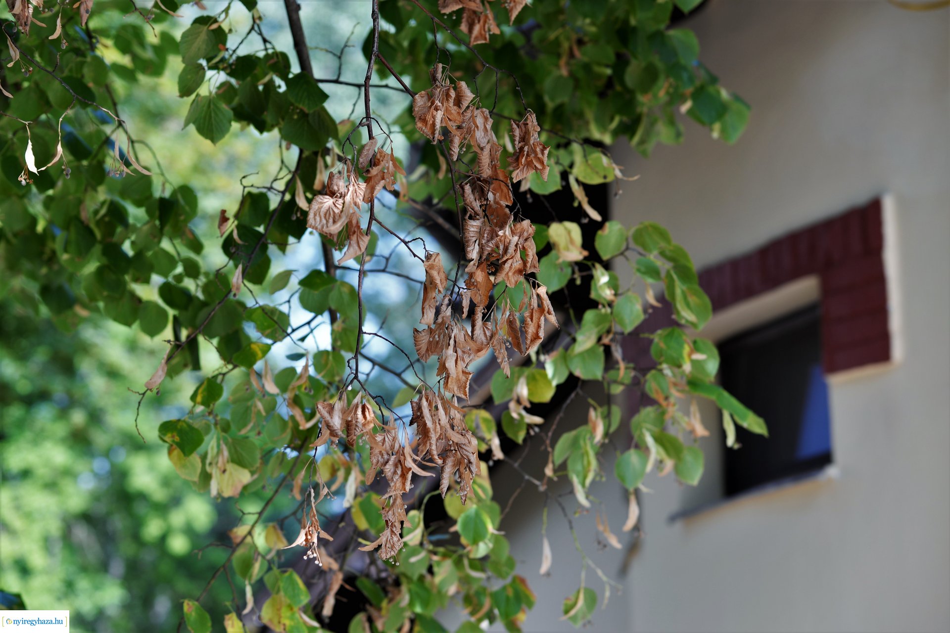 Kivágják a veszélyes fákat Sóstón