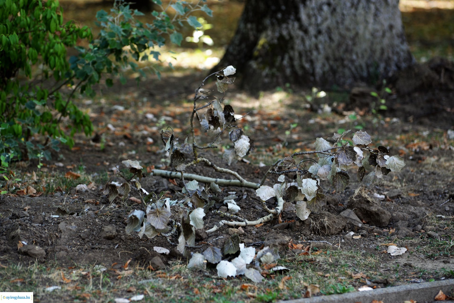 Kivágják a veszélyes fákat Sóstón