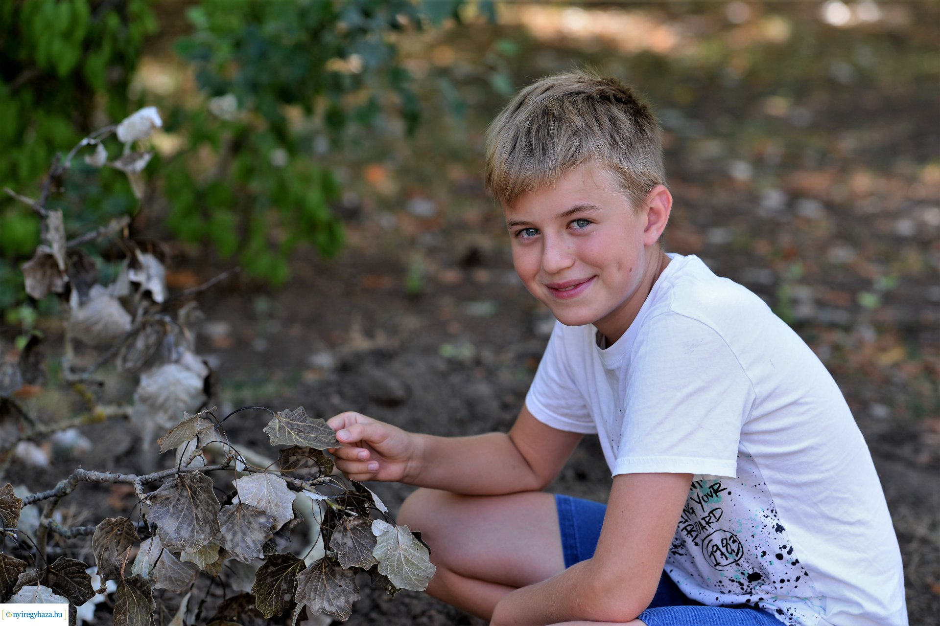 Kivágják a veszélyes fákat Sóstón