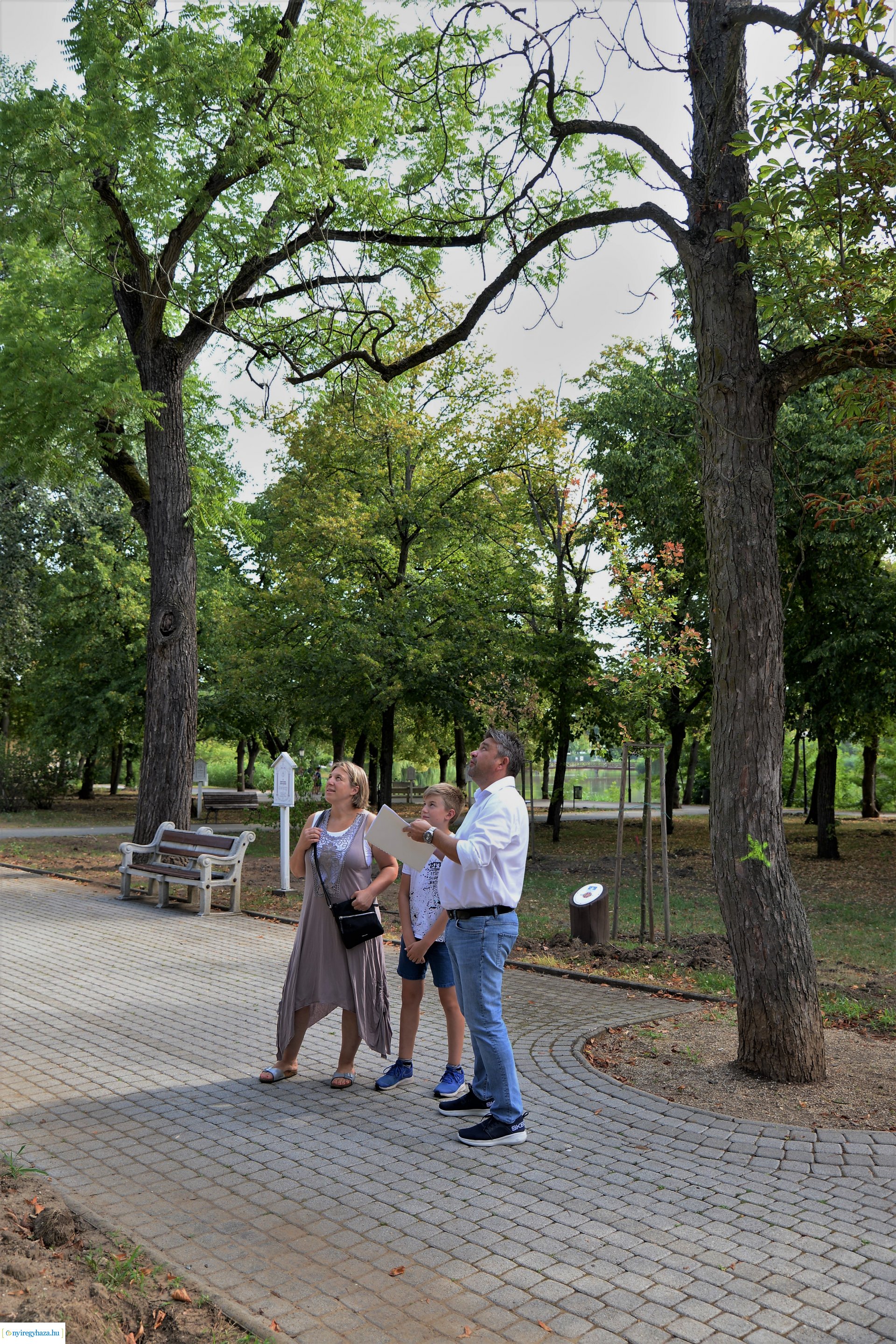 Kivágják a veszélyes fákat Sóstón