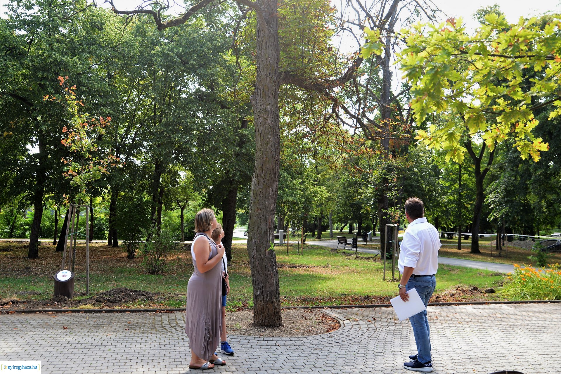 Kivágják a veszélyes fákat Sóstón