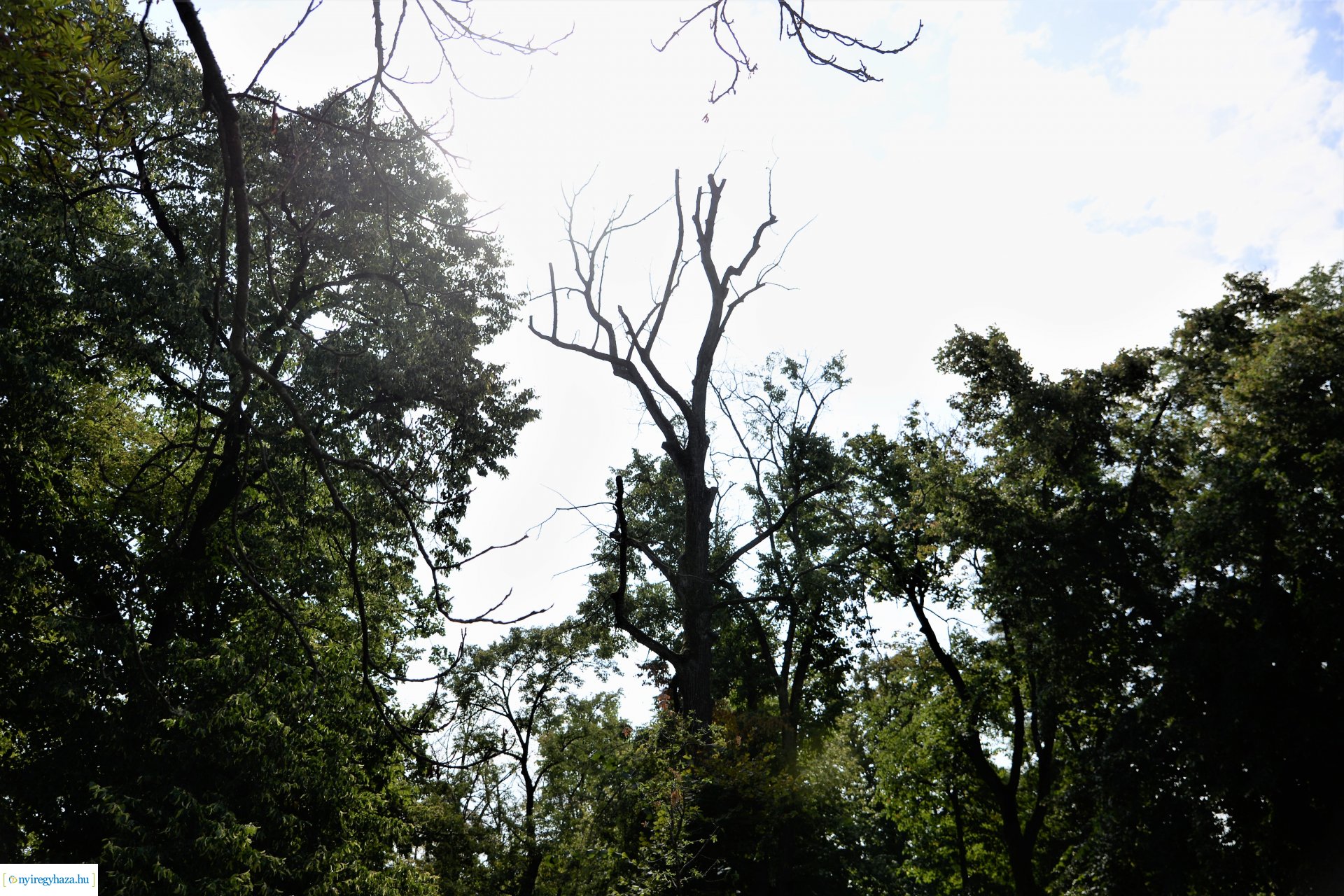 Kivágják a veszélyes fákat Sóstón