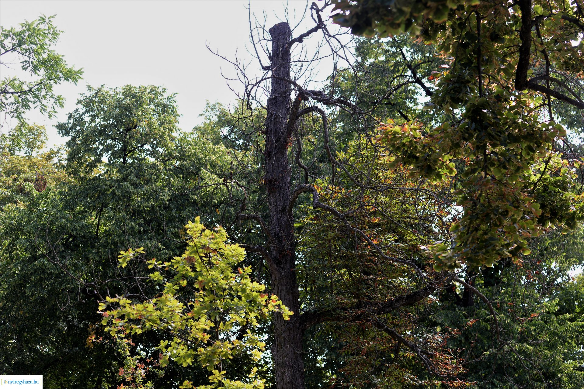 Kivágják a veszélyes fákat Sóstón