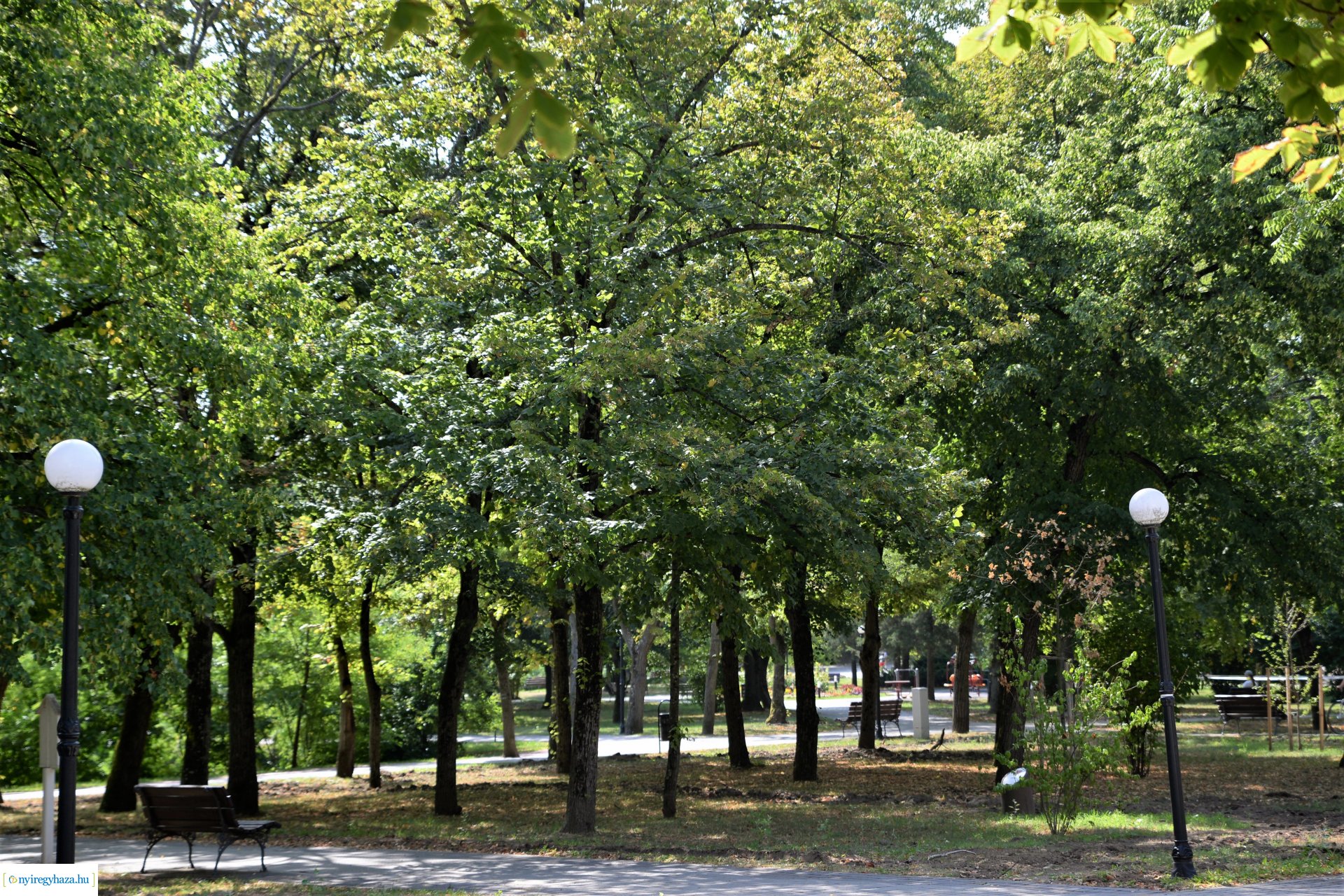 Kivágják a veszélyes fákat Sóstón