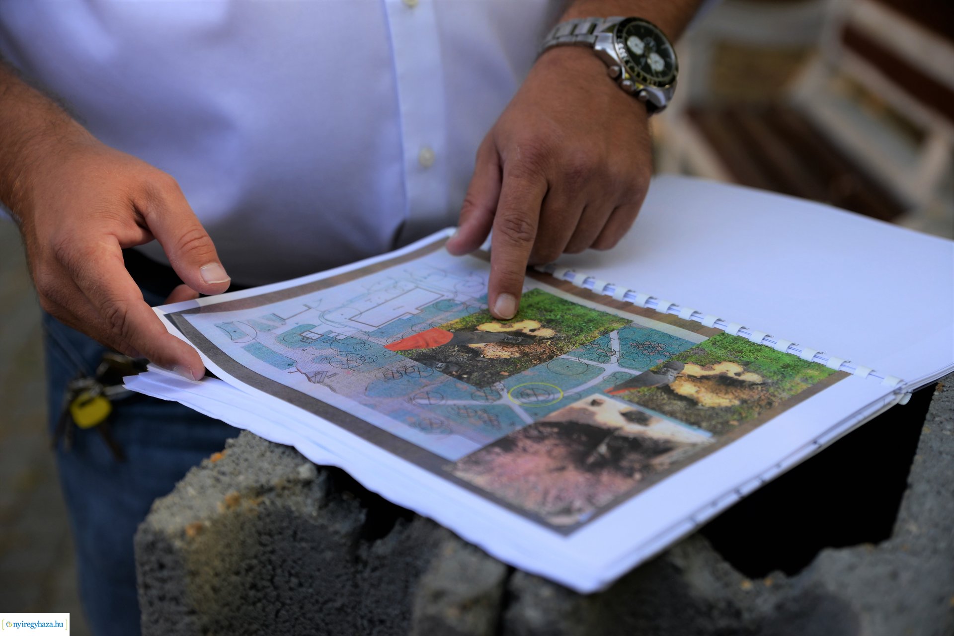 Kivágják a veszélyes fákat Sóstón