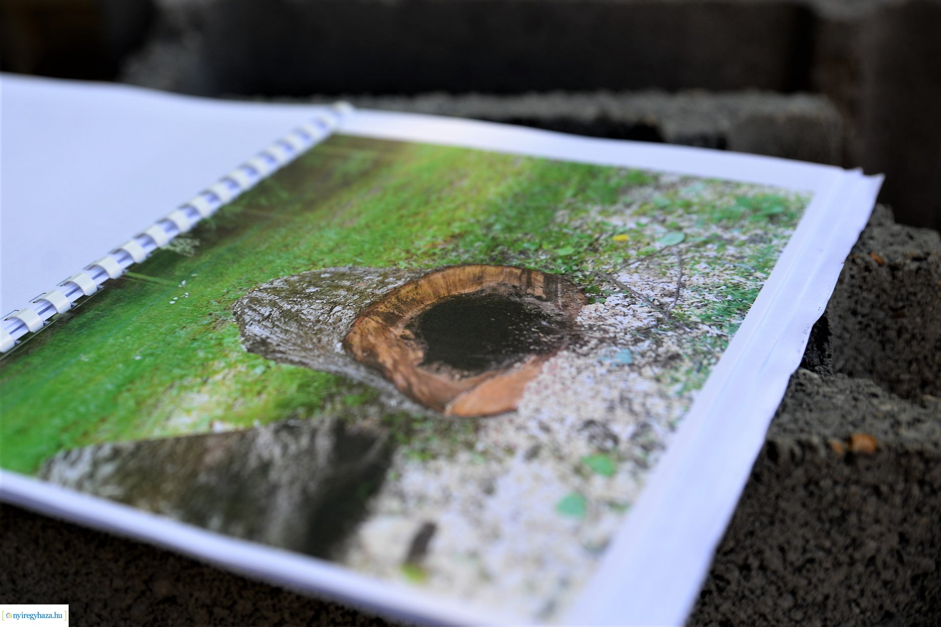 Kivágják a veszélyes fákat Sóstón