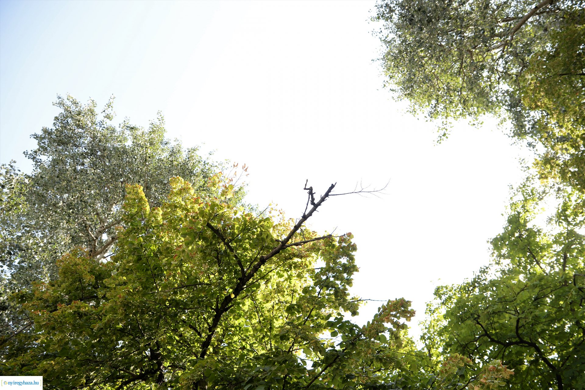 Kivágják a veszélyes fákat Sóstón