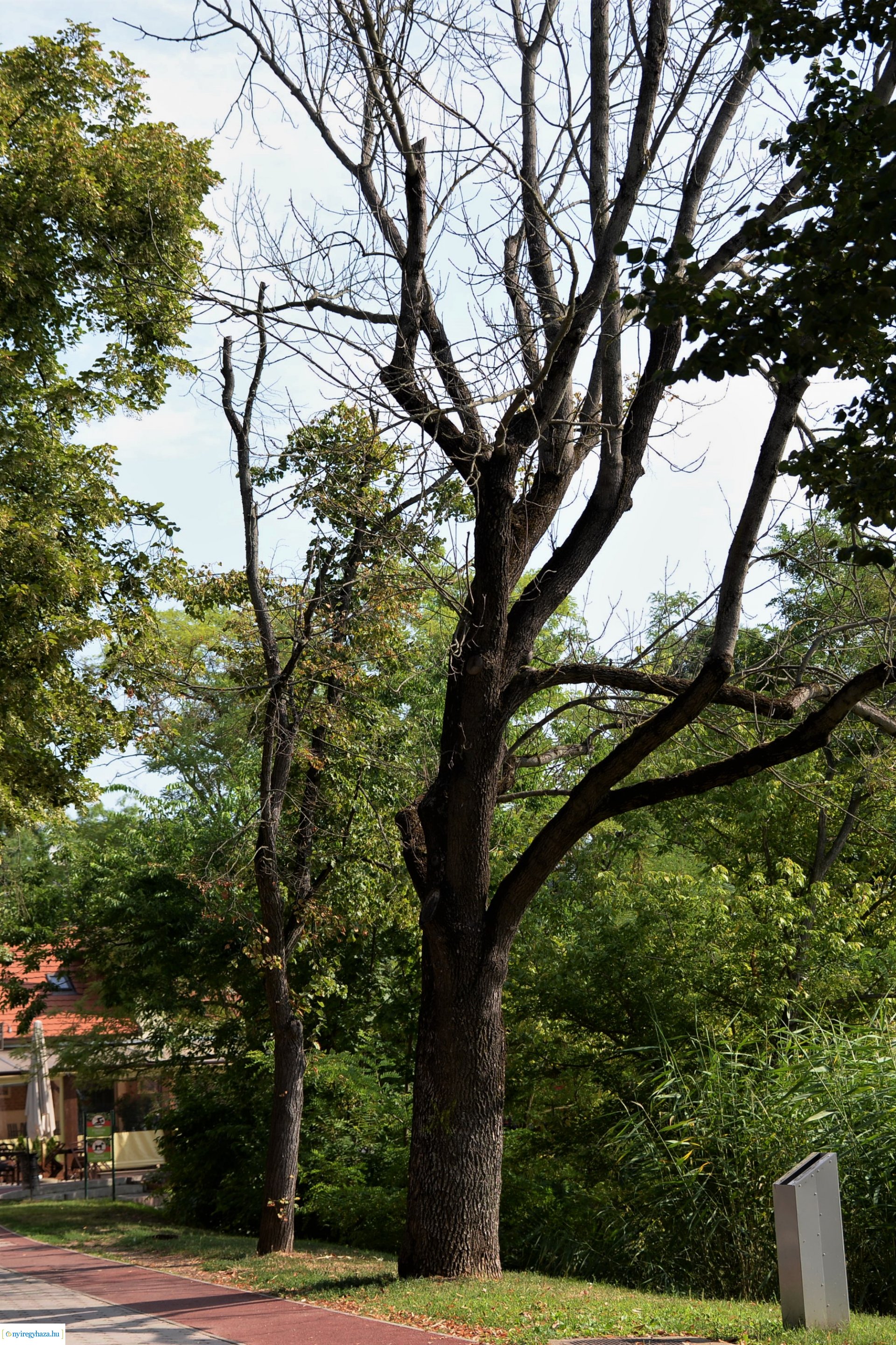 Kivágják a veszélyes fákat Sóstón