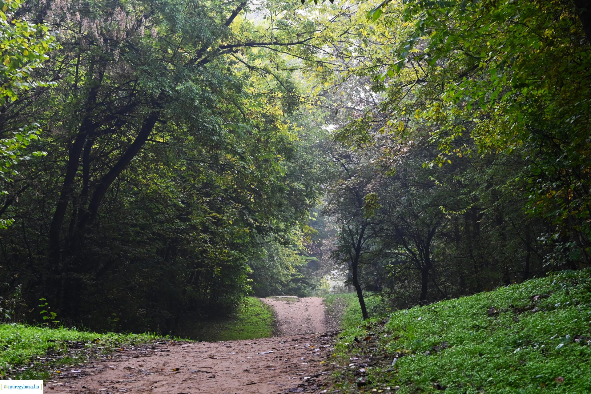 Ködös reggel a Sóstói erdőben