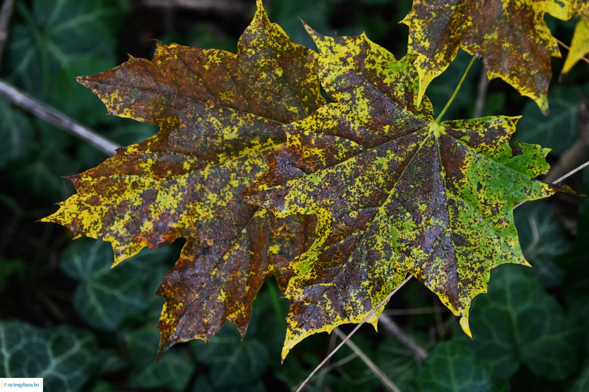 Ködös reggel a Sóstói erdőben