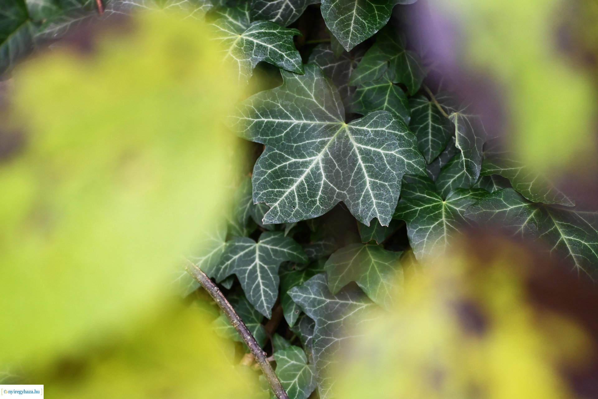 Ködös reggel a Sóstói erdőben