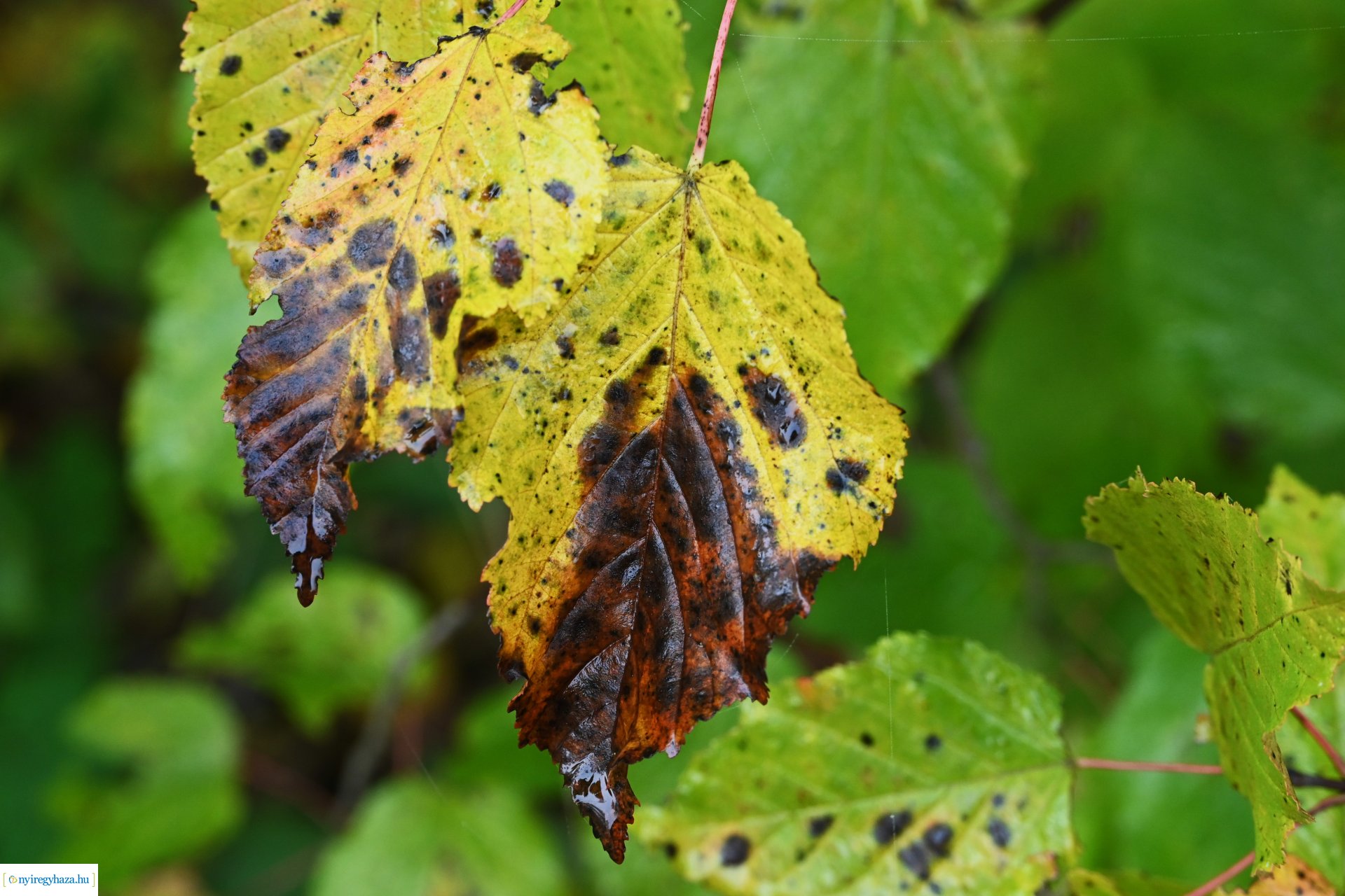 Ködös reggel a Sóstói erdőben
