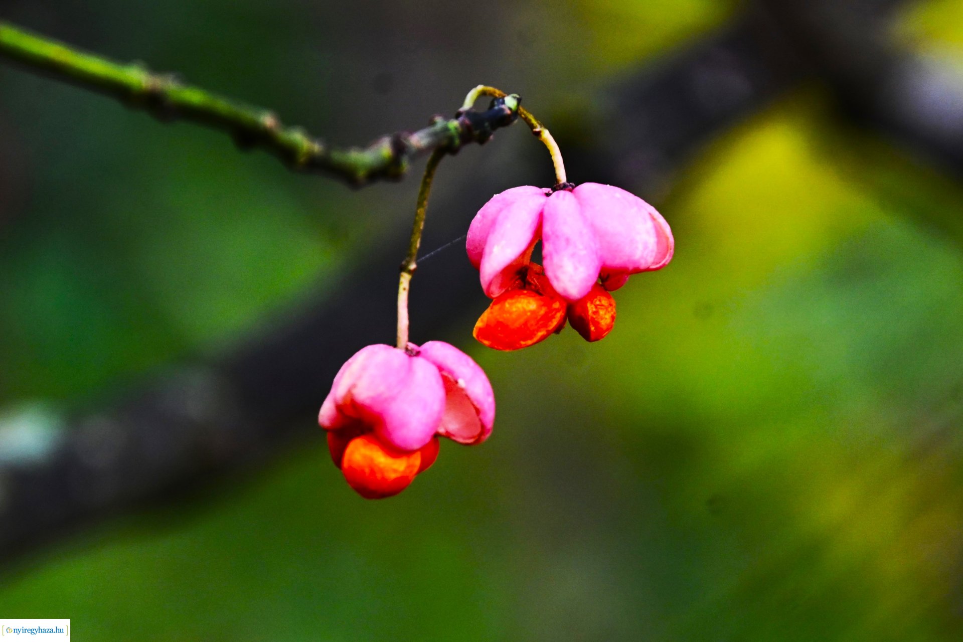 Ködös reggel a Sóstói erdőben