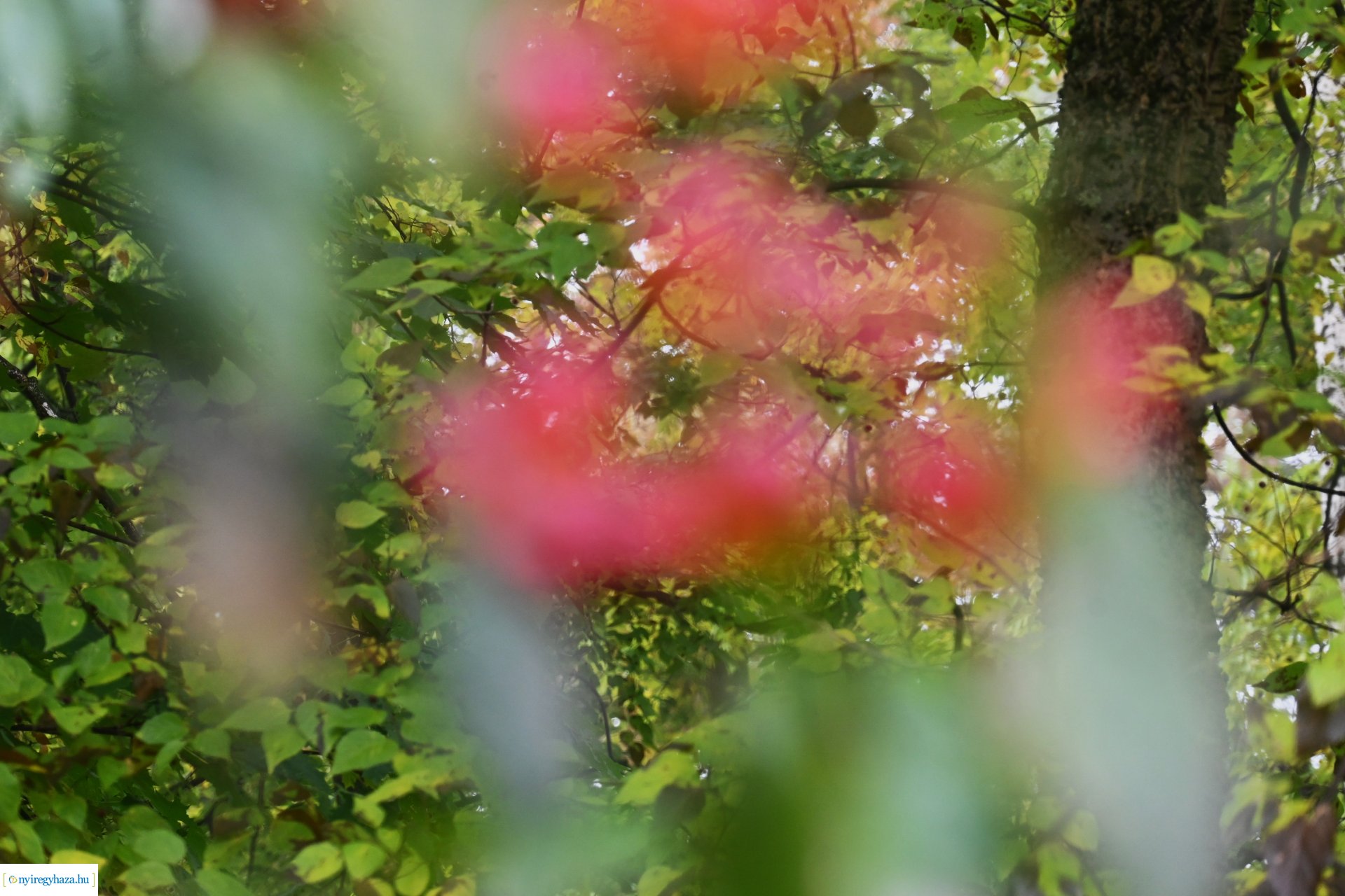 Ködös reggel a Sóstói erdőben