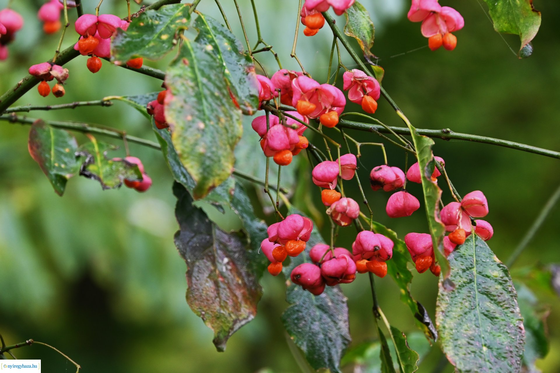 Ködös reggel a Sóstói erdőben