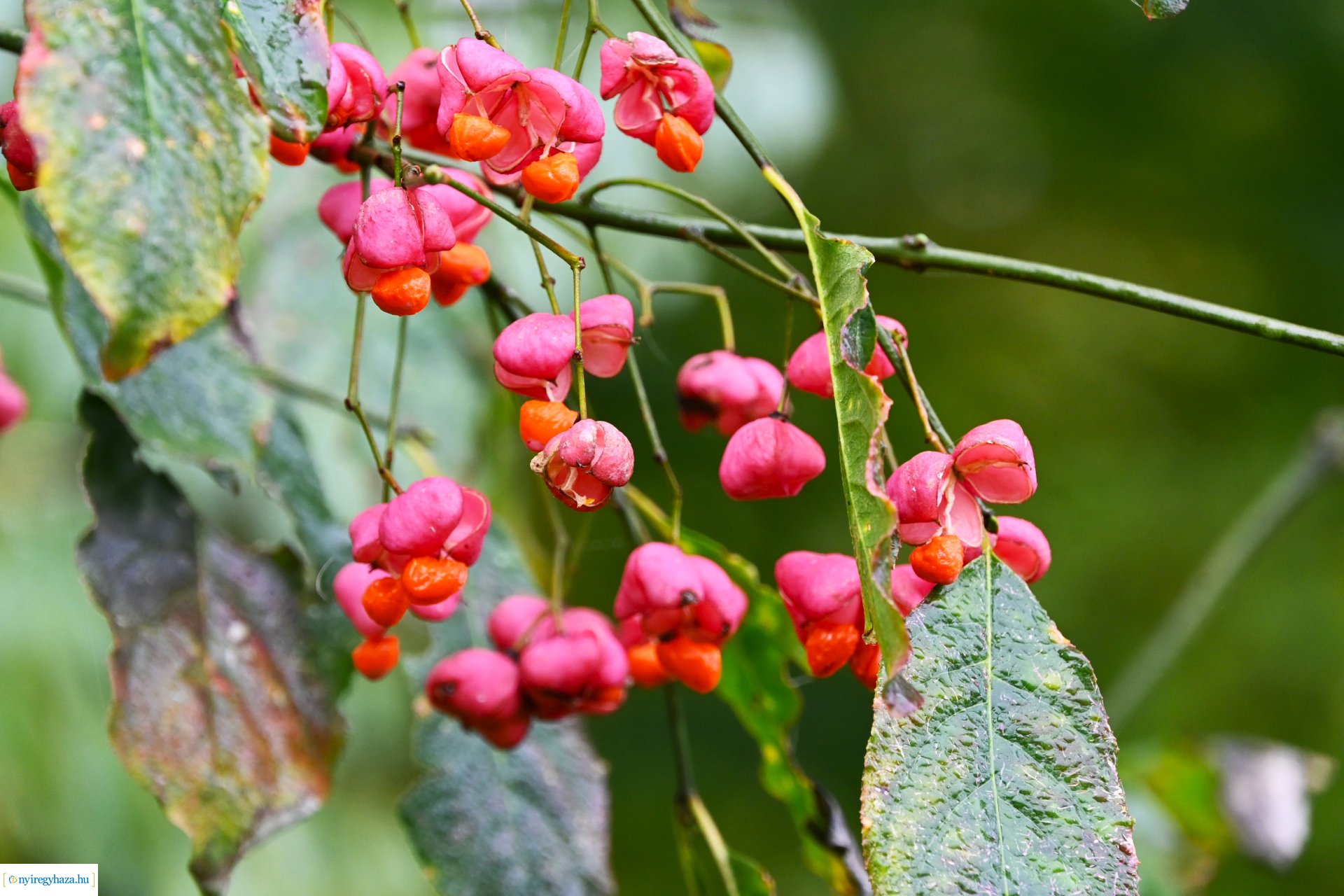 Ködös reggel a Sóstói erdőben