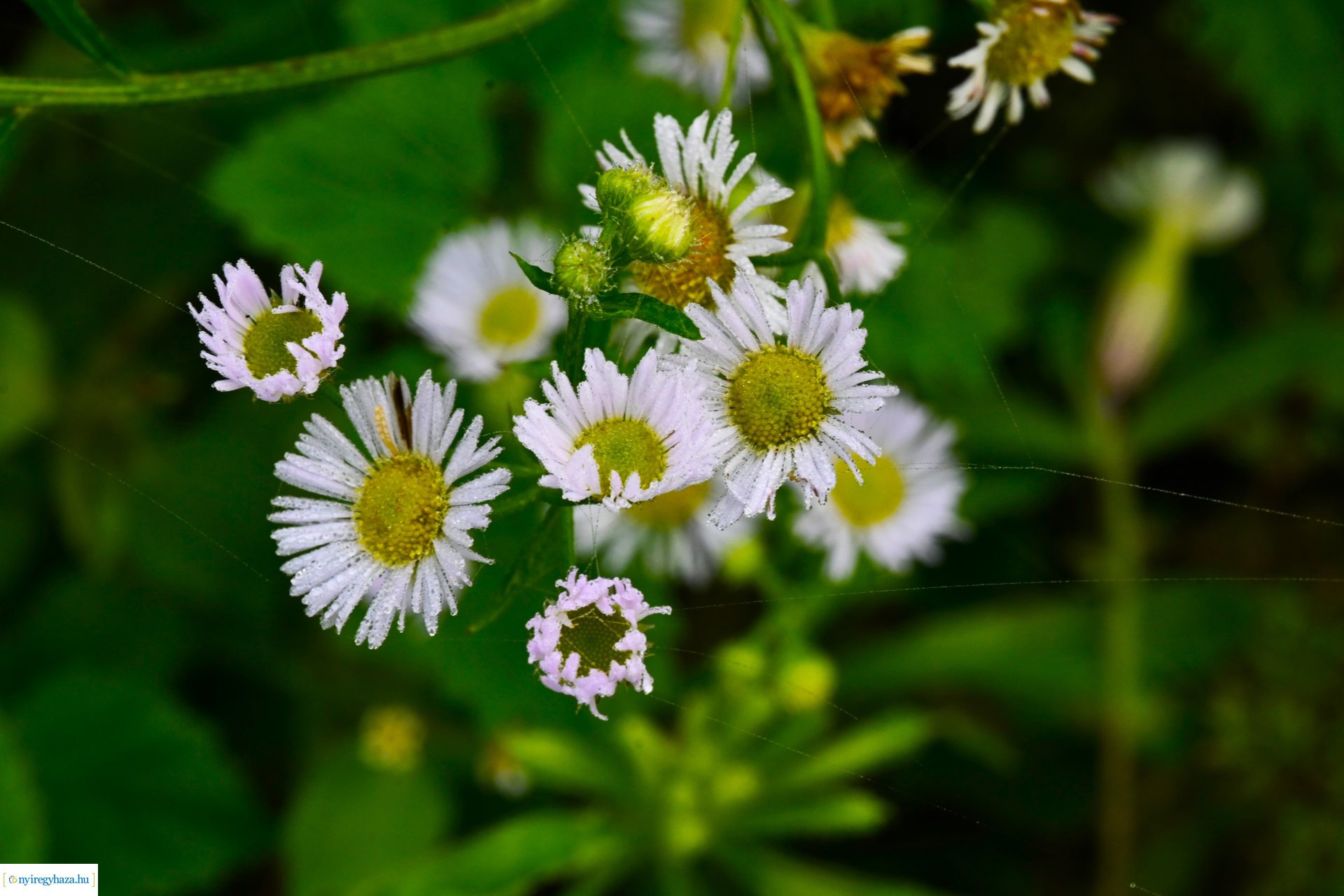 Ködös reggel a Sóstói erdőben