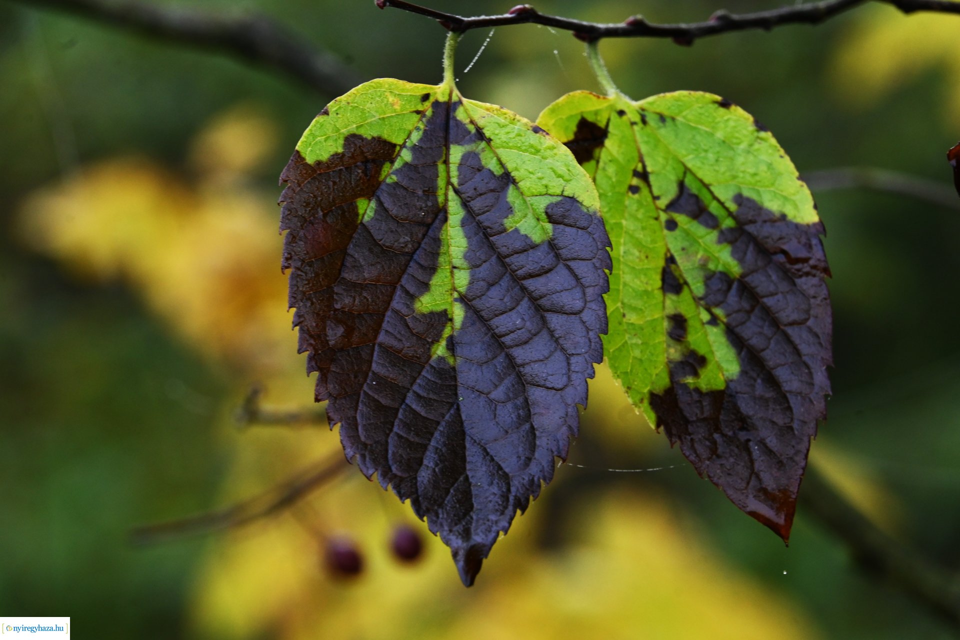 Ködös reggel a Sóstói erdőben
