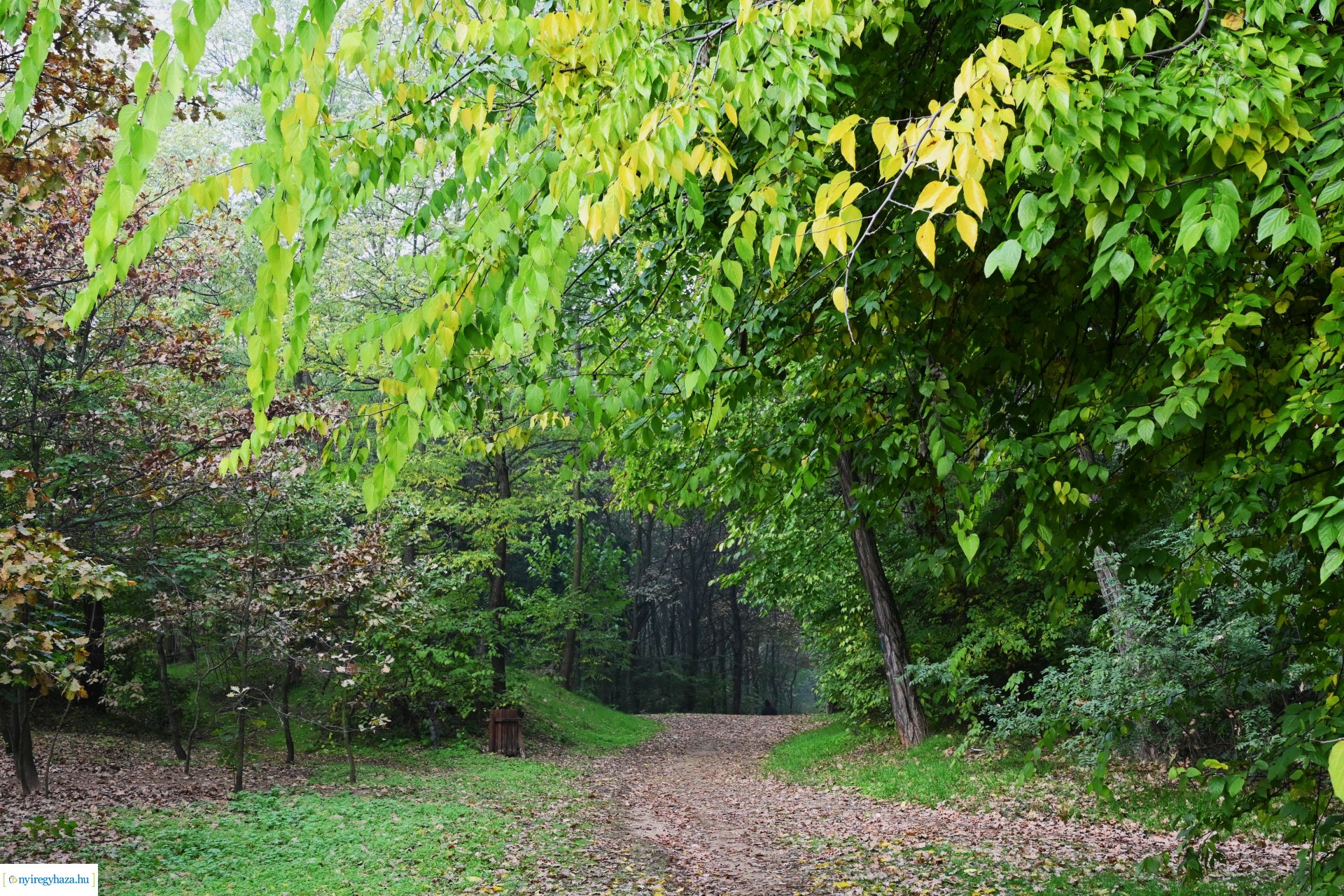 Ködös reggel a Sóstói erdőben