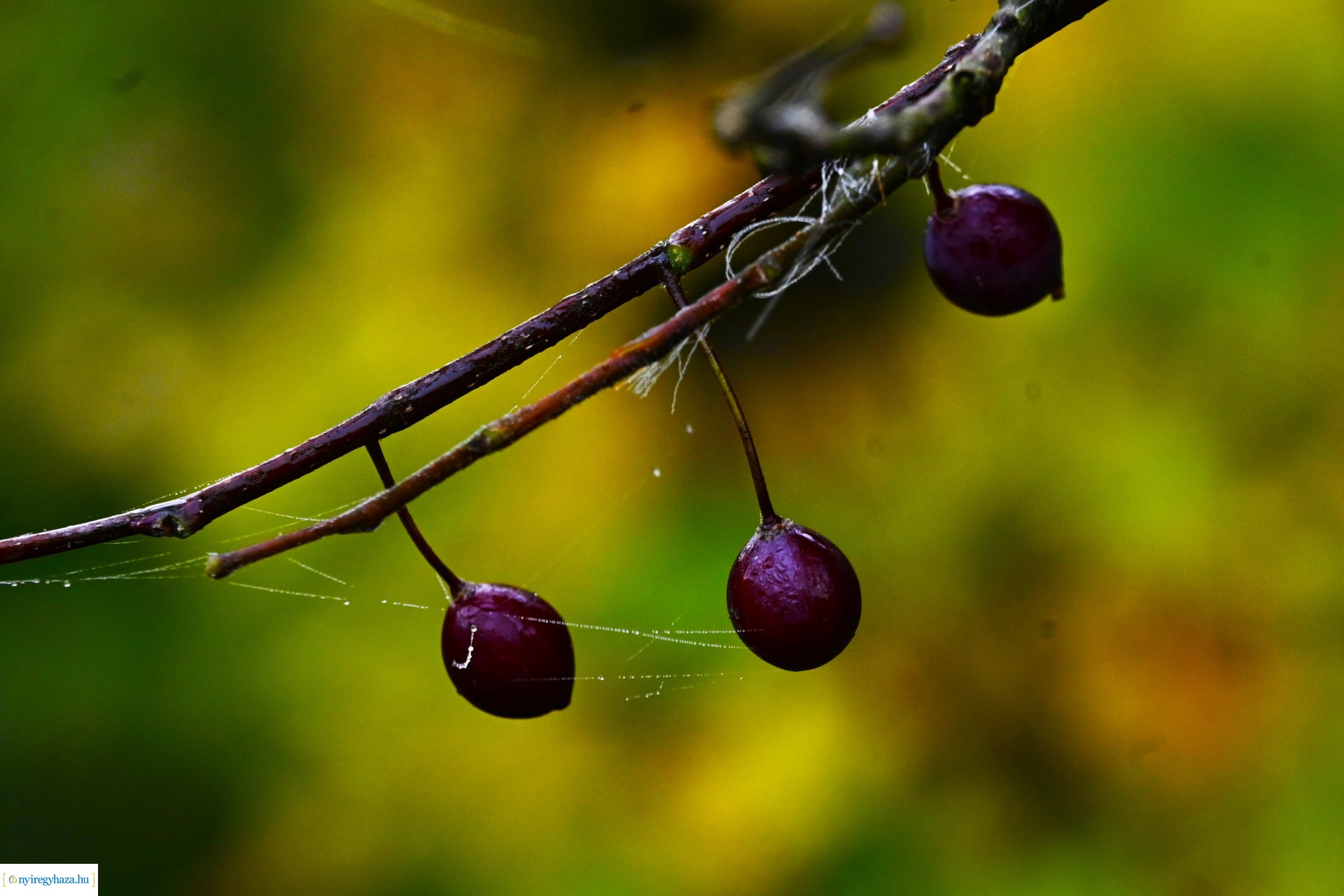Ködös reggel a Sóstói erdőben
