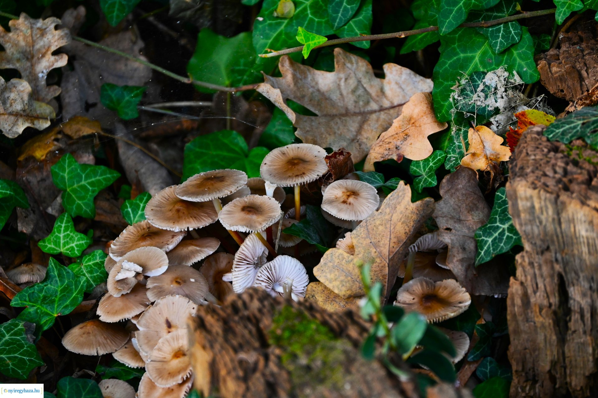 Ködös reggel a Sóstói erdőben
