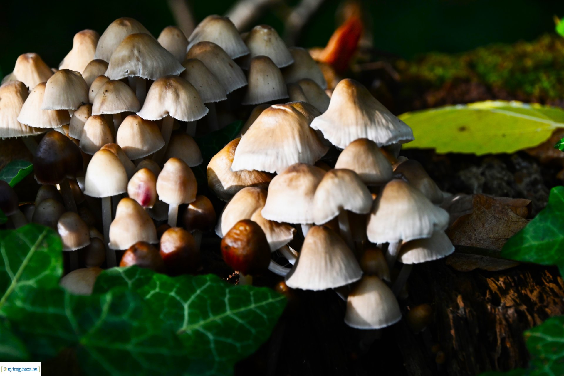 Ködös reggel a Sóstói erdőben