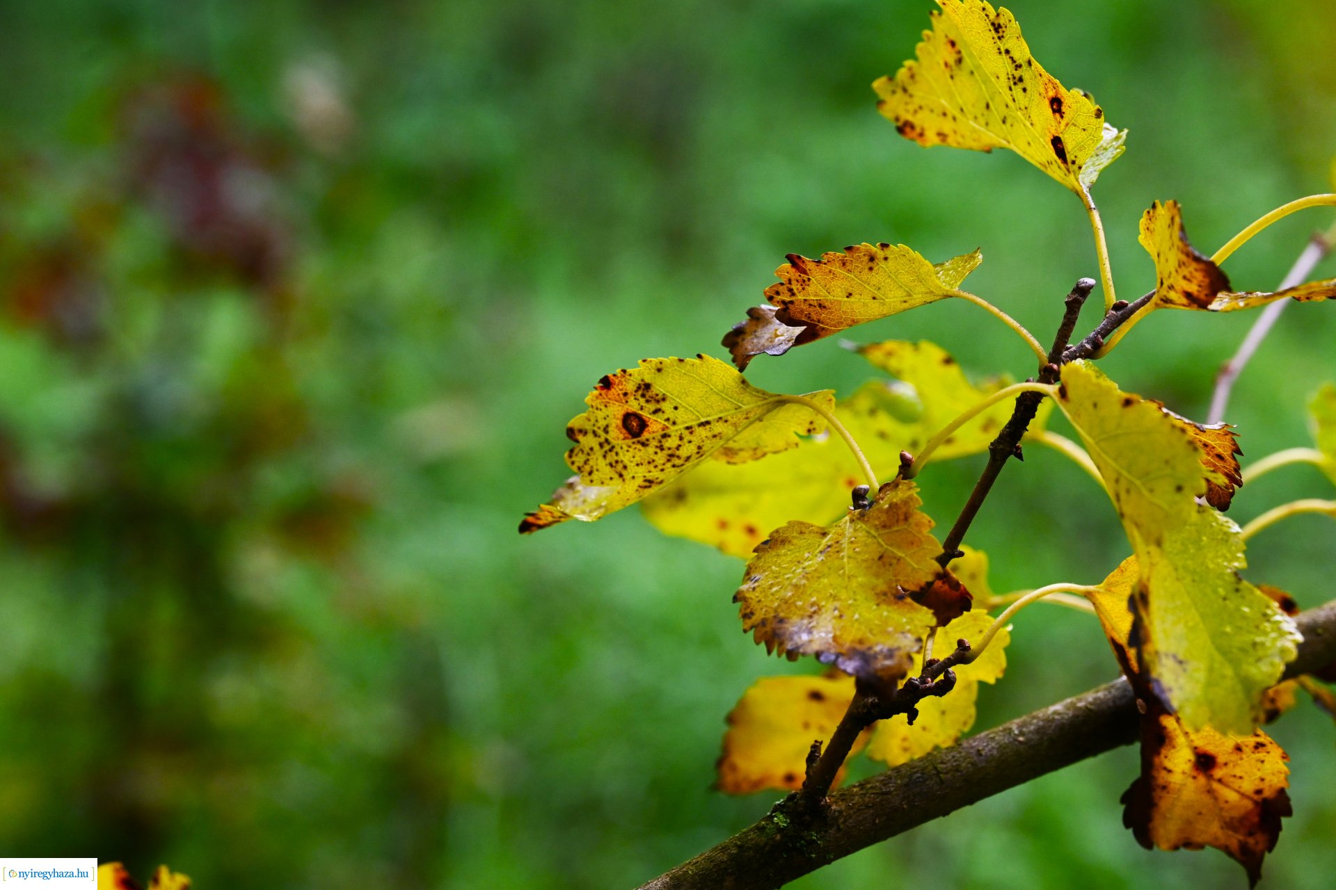 Ködös reggel a Sóstói erdőben
