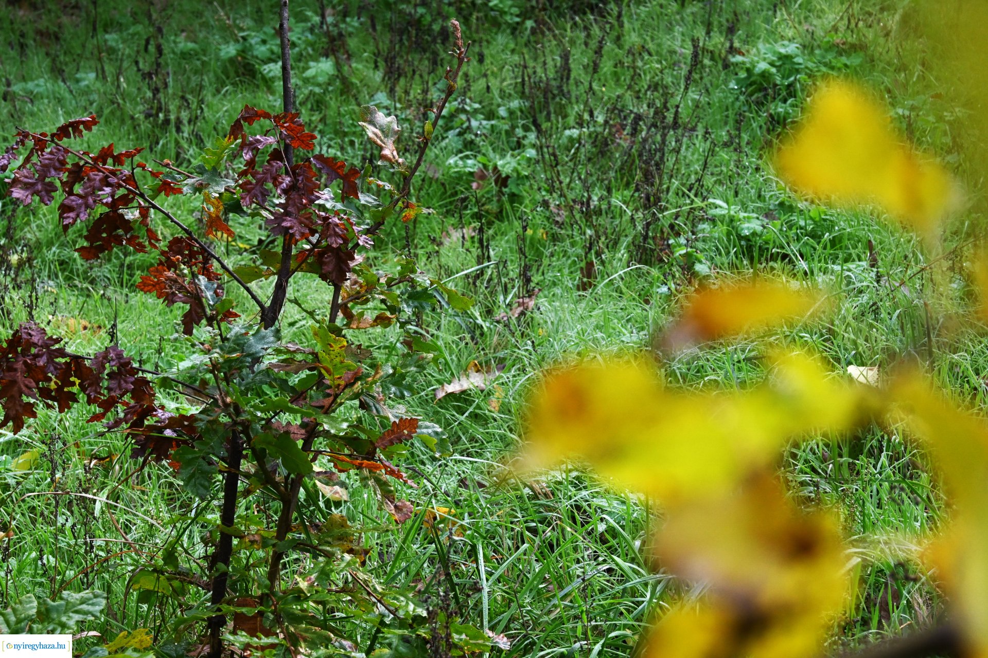 Ködös reggel a Sóstói erdőben