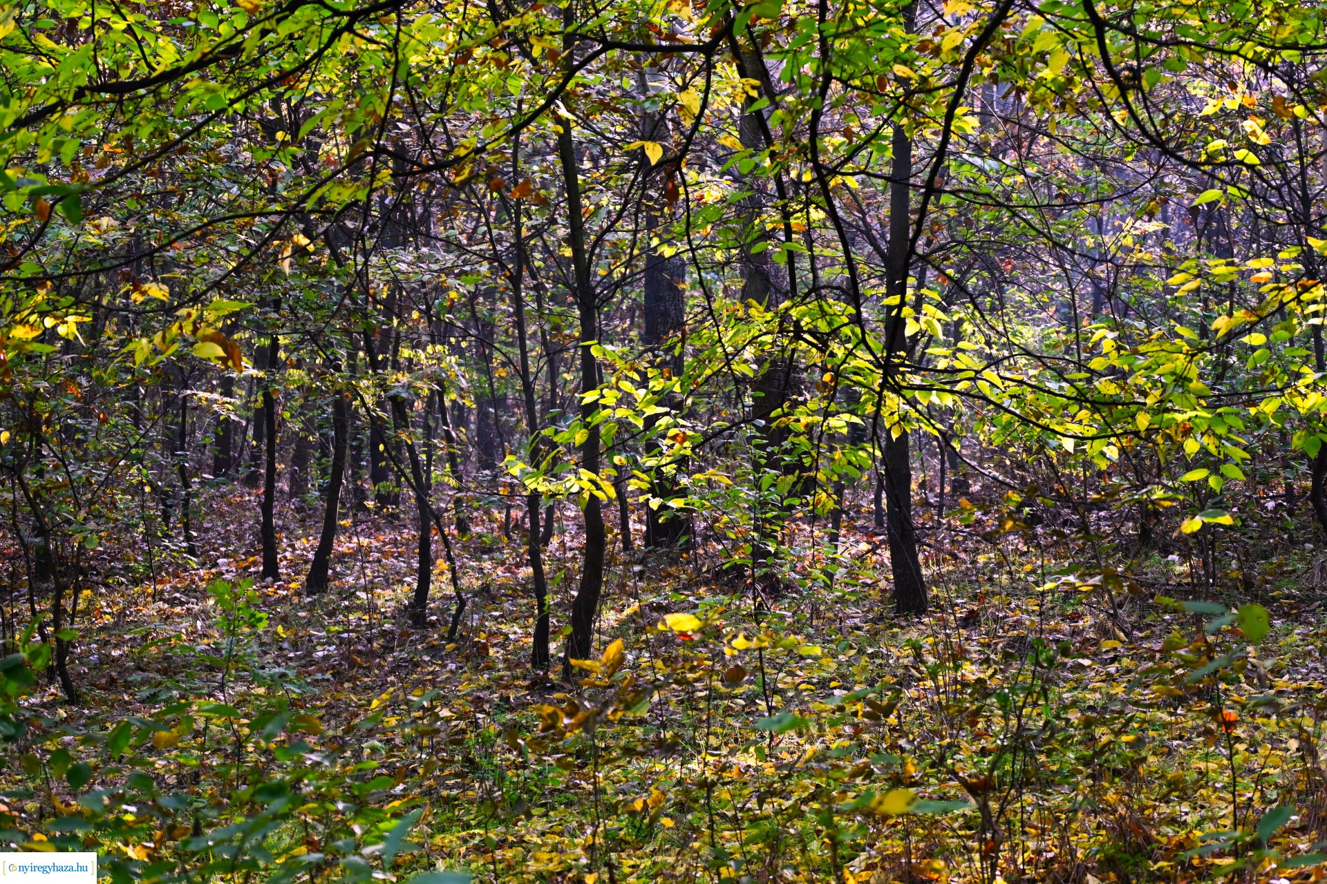 Ködös reggel a Sóstói erdőben