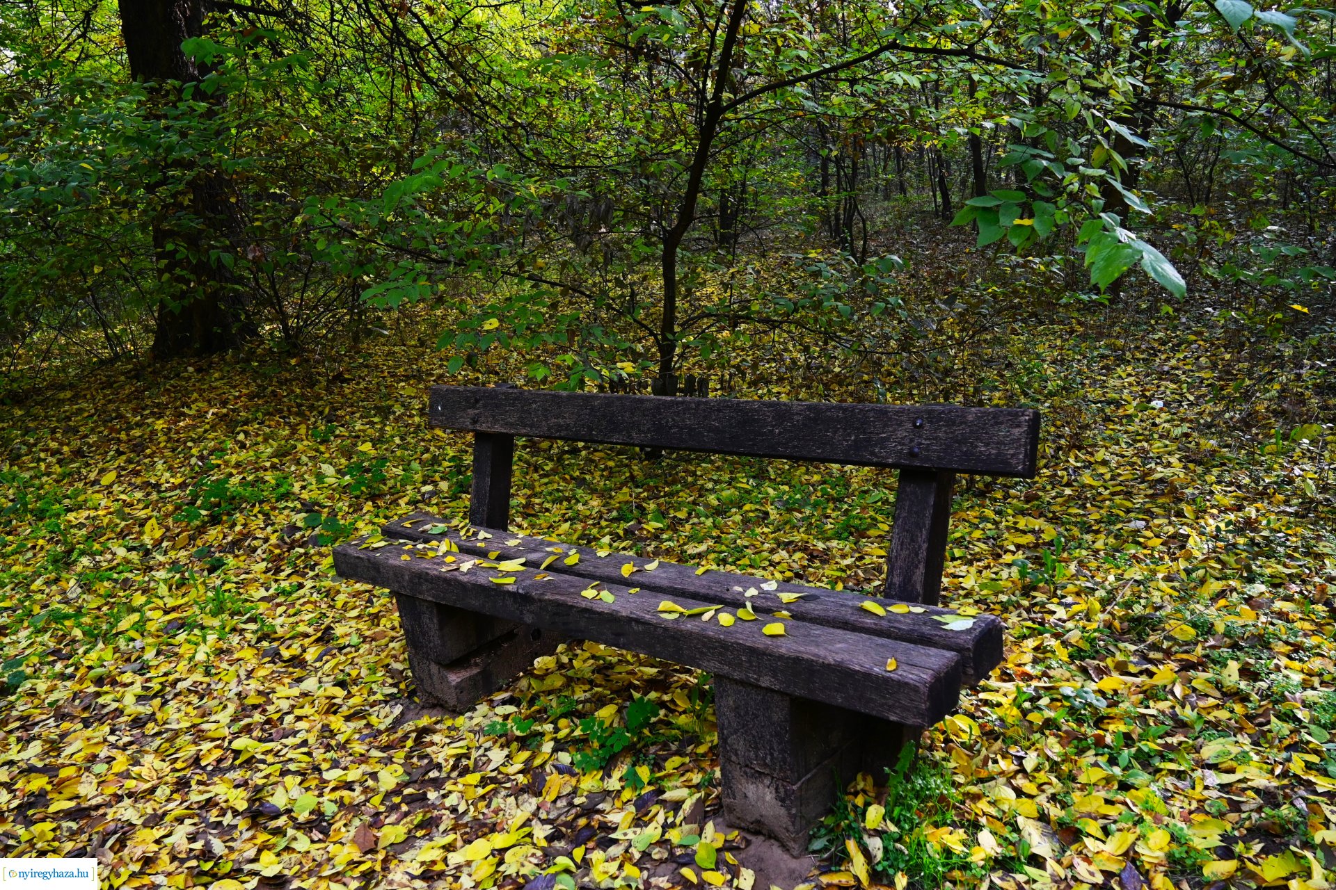 Ködös reggel a Sóstói erdőben