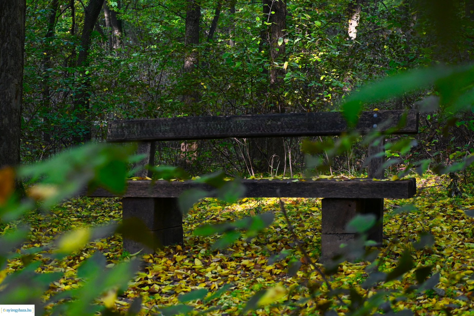 Ködös reggel a Sóstói erdőben