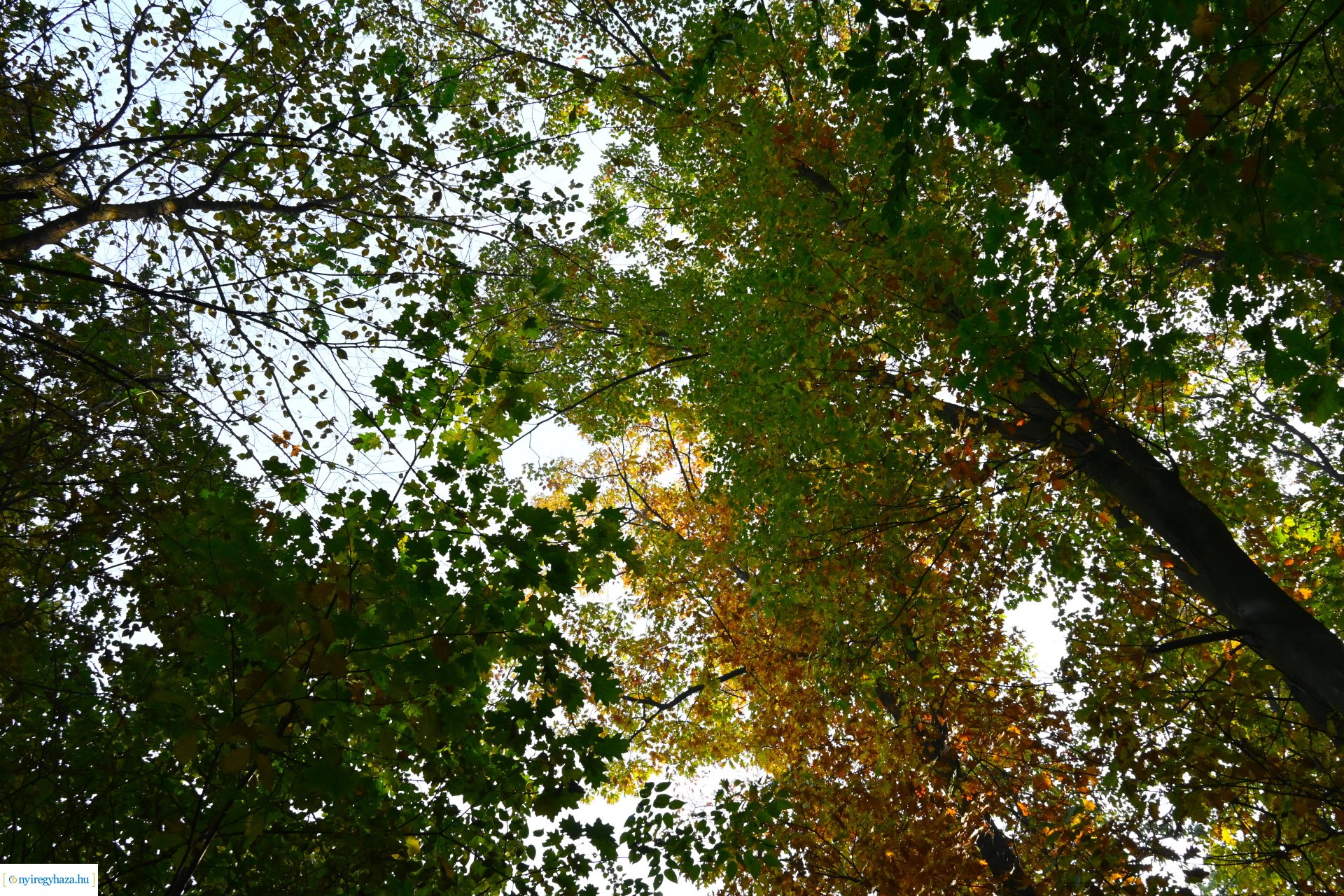 Ködös reggel a Sóstói erdőben