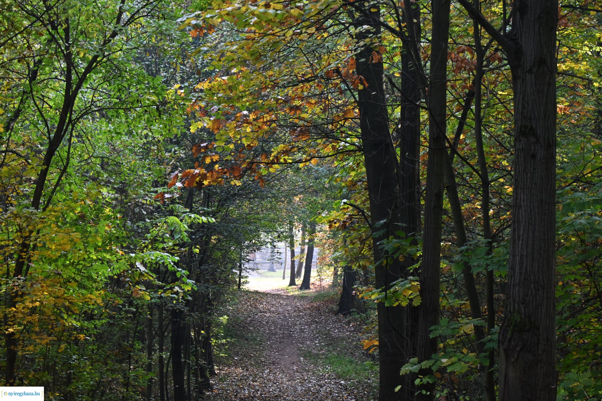 Ködös reggel a Sóstói erdőben