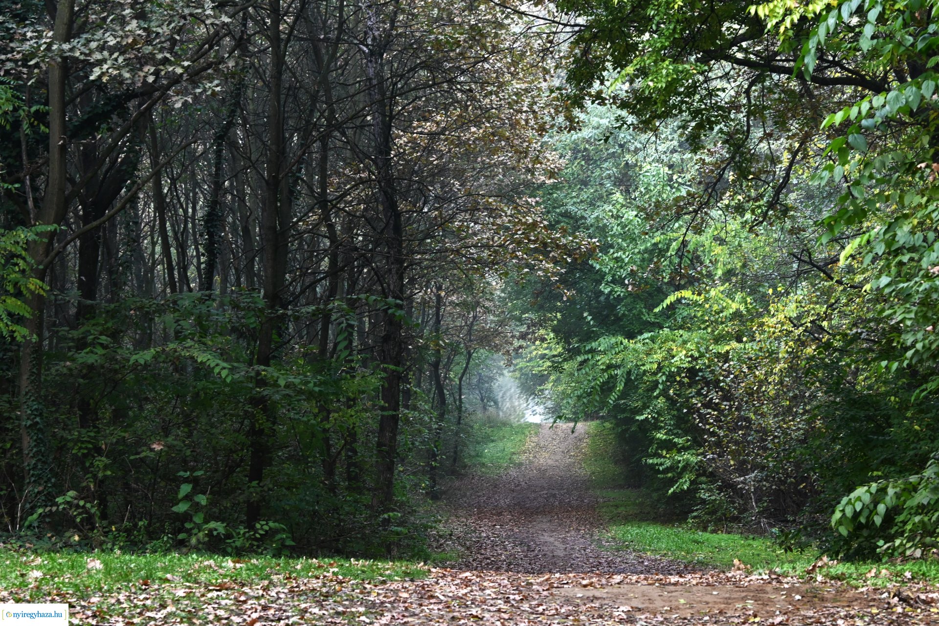 Ködös reggel a Sóstói erdőben