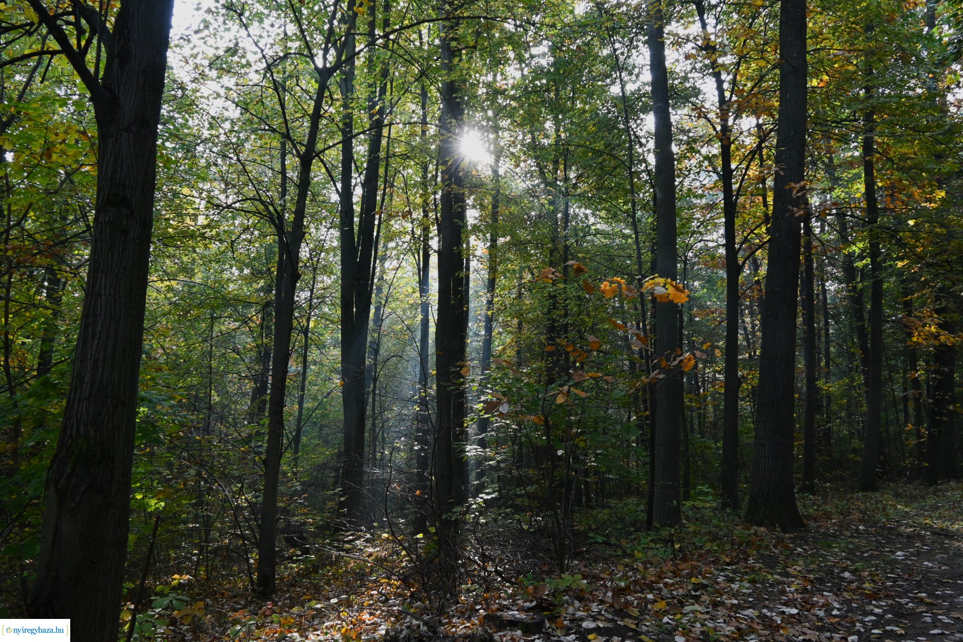 Ködös reggel a Sóstói erdőben